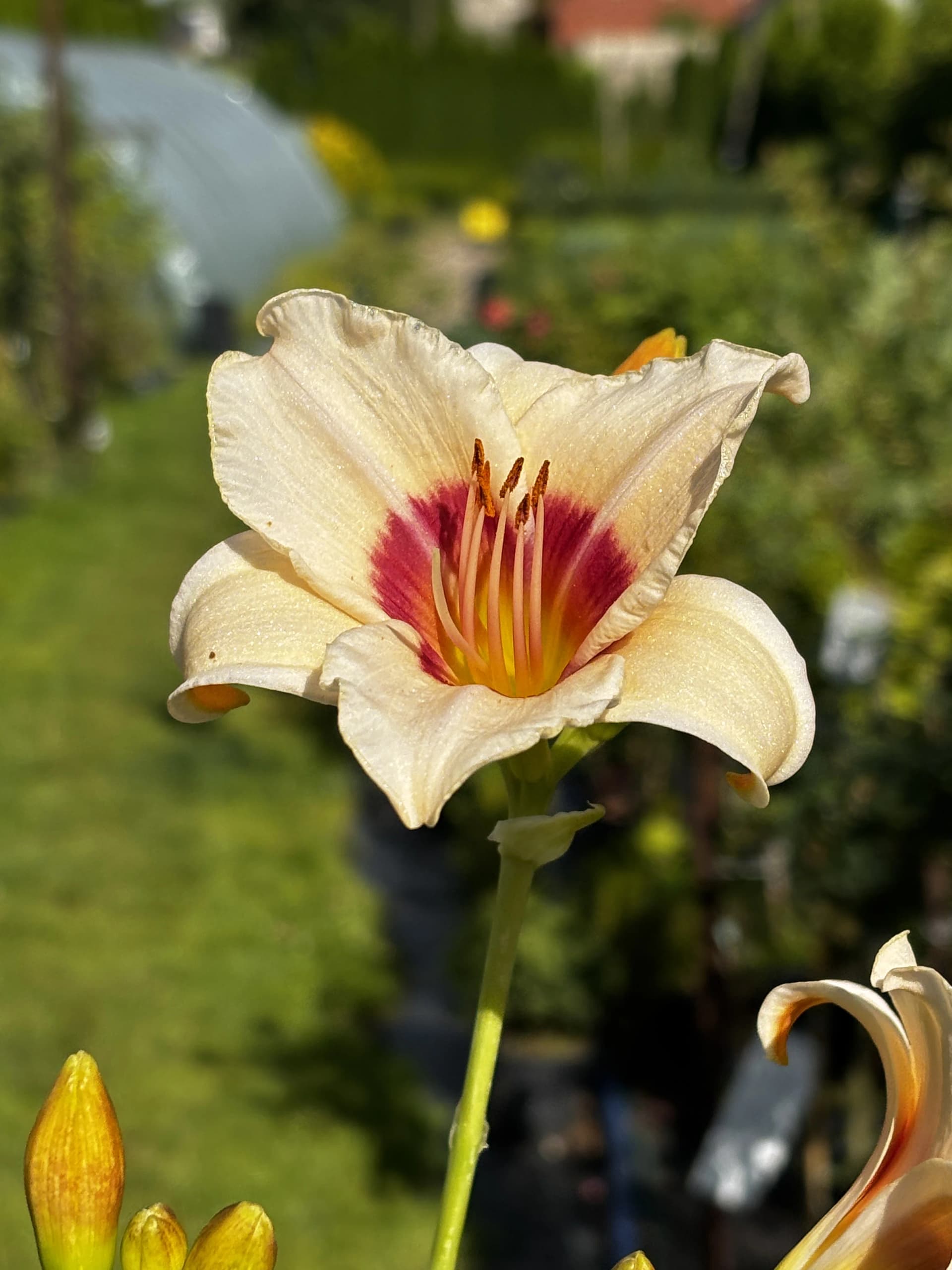 Liliowiec Brilliant Circle (Hemerocallis 'Brilliant Circle'), Byliny z produkcji Świat Roślin, zdjęcie 1