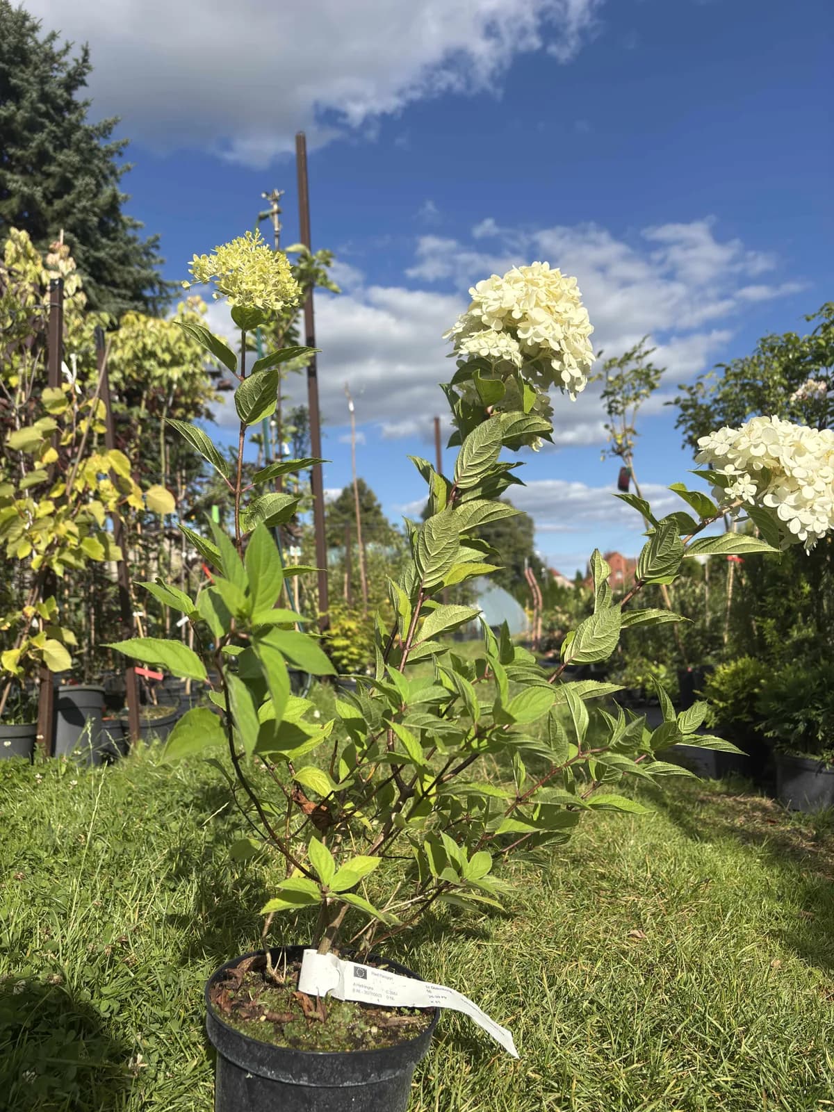 Hortensja bukietowa Limelight z bliska