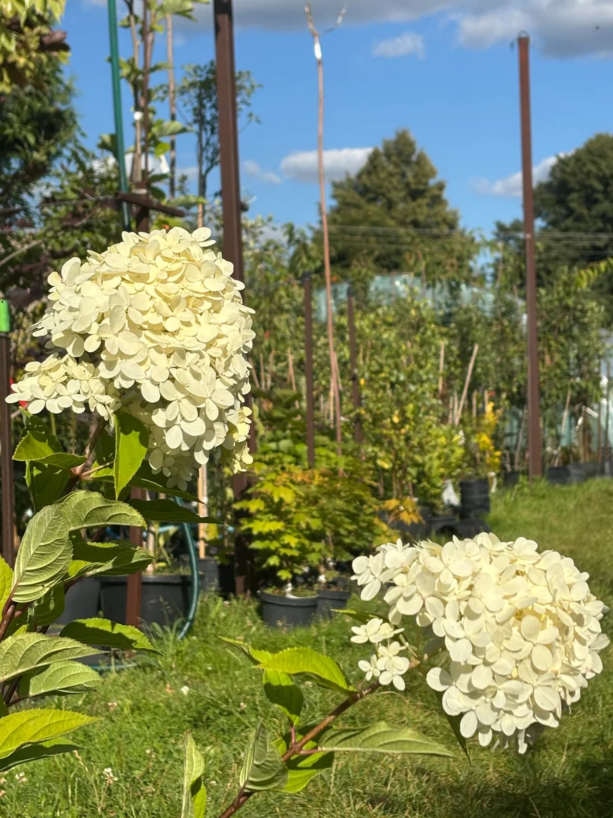 Hortensja bukietowa Limelight (Hydrangea paniculata 'Limelight' PBR), Hortensje z produkcji Świat Roślin, zdjęcie 1