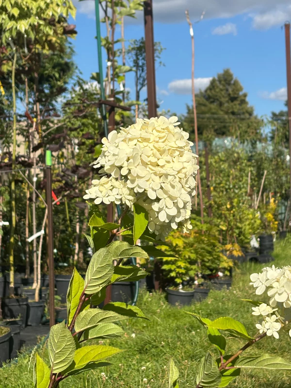 Hortensja bukietowa Limelight (Hydrangea paniculata 'Limelight' PBR), Hortensje z produkcji Świat Roślin, zdjęcie 3