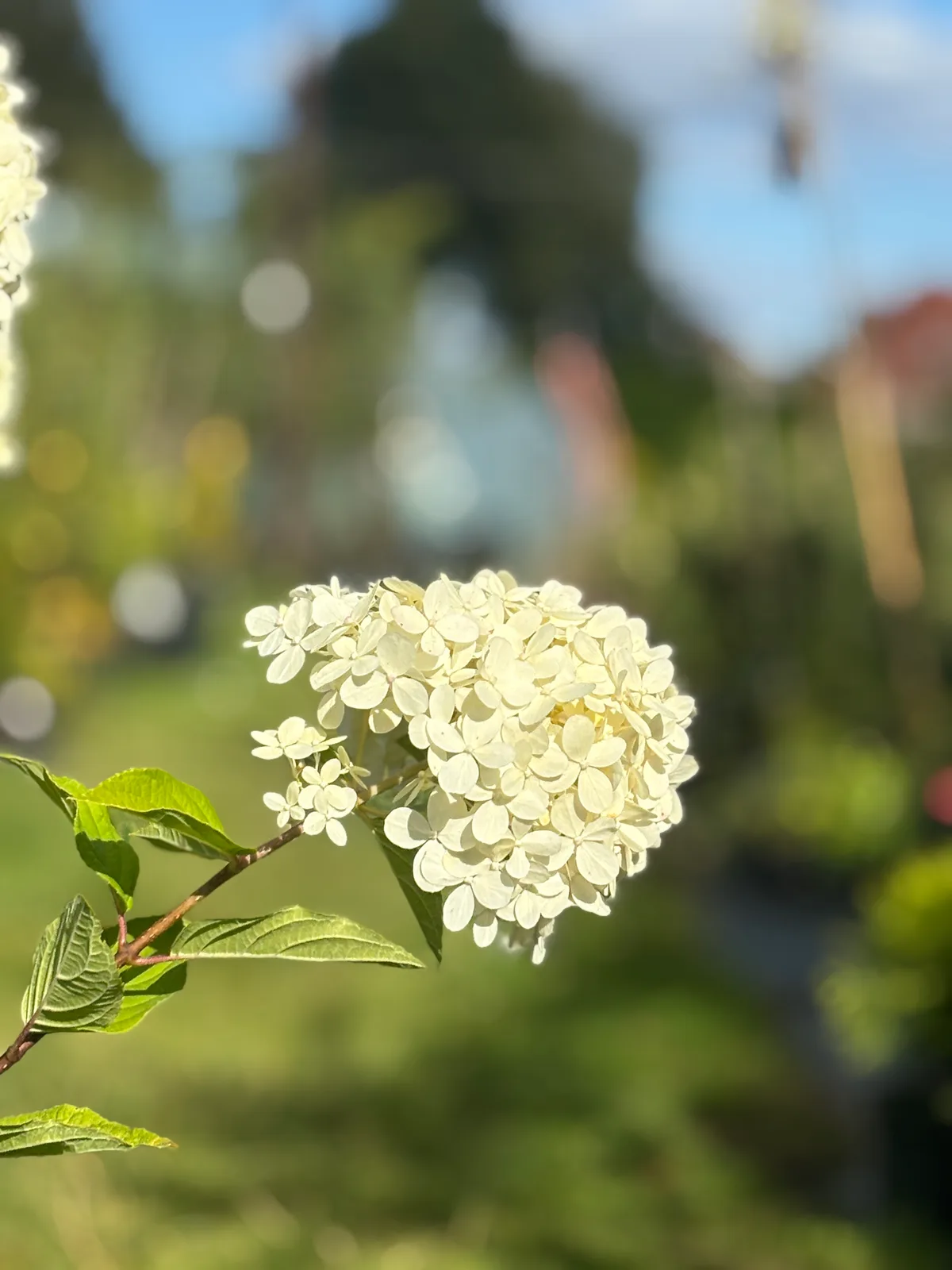 Hortensja bukietowa Limelight (Hydrangea paniculata 'Limelight' PBR), Hortensje z produkcji Świat Roślin, zdjęcie 5