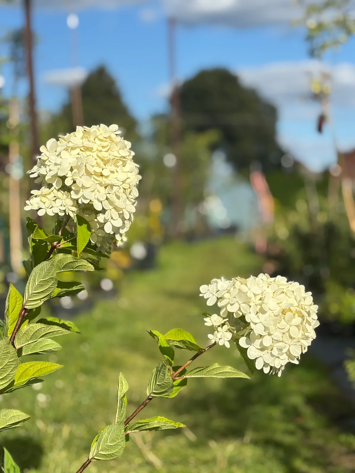 Hortensja bukietowa Limelight (Hydrangea paniculata 'Limelight' PBR), Hortensje z produkcji Świat Roślin, zdjęcie 1