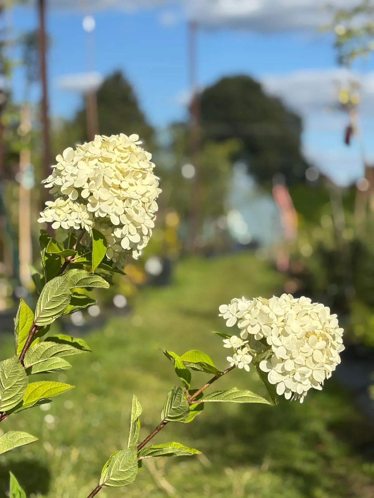 Hortensja bukietowa Limelight – Hortensje