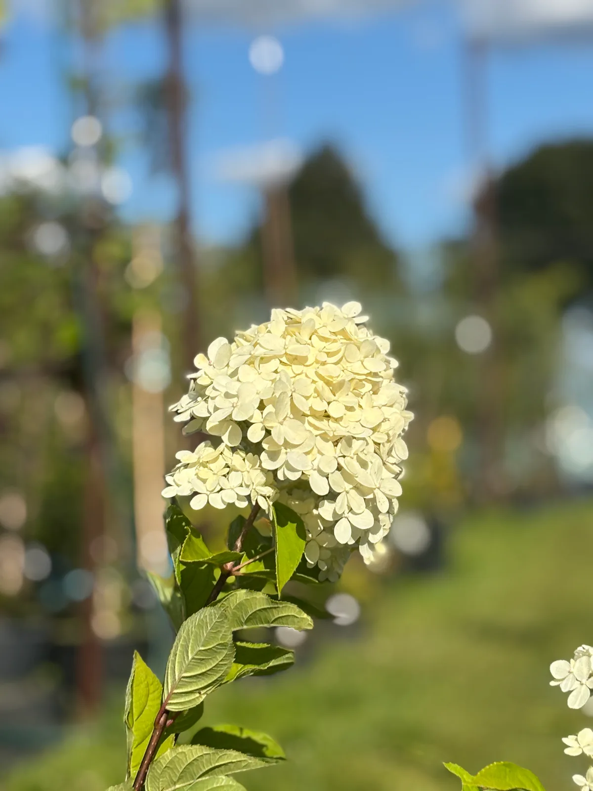 Hortensja bukietowa Limelight (Hydrangea paniculata 'Limelight' PBR), Hortensje z produkcji Świat Roślin, zdjęcie 8