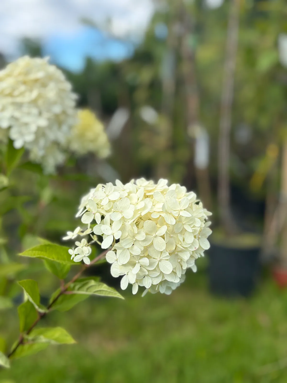 Hortensja bukietowa Limelight (Hydrangea paniculata 'Limelight' PBR), Hortensje z produkcji Świat Roślin, zdjęcie 9