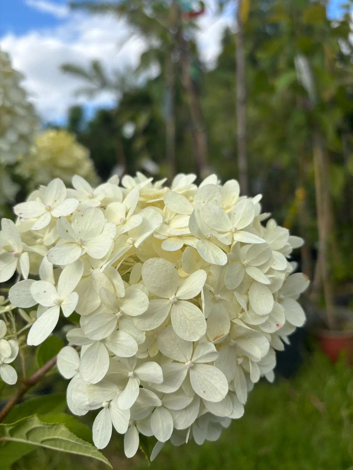 Hortensja bukietowa Limelight (Hydrangea paniculata 'Limelight' PBR), Hortensje z produkcji Świat Roślin, zdjęcie 10