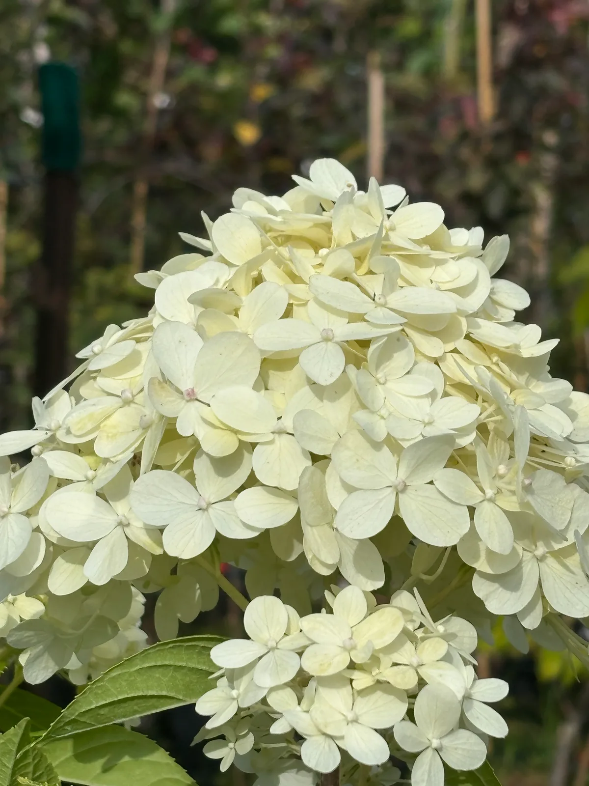 Hortensja bukietowa Limelight (Hydrangea paniculata 'Limelight' PBR), Hortensje z produkcji Świat Roślin, zdjęcie 11