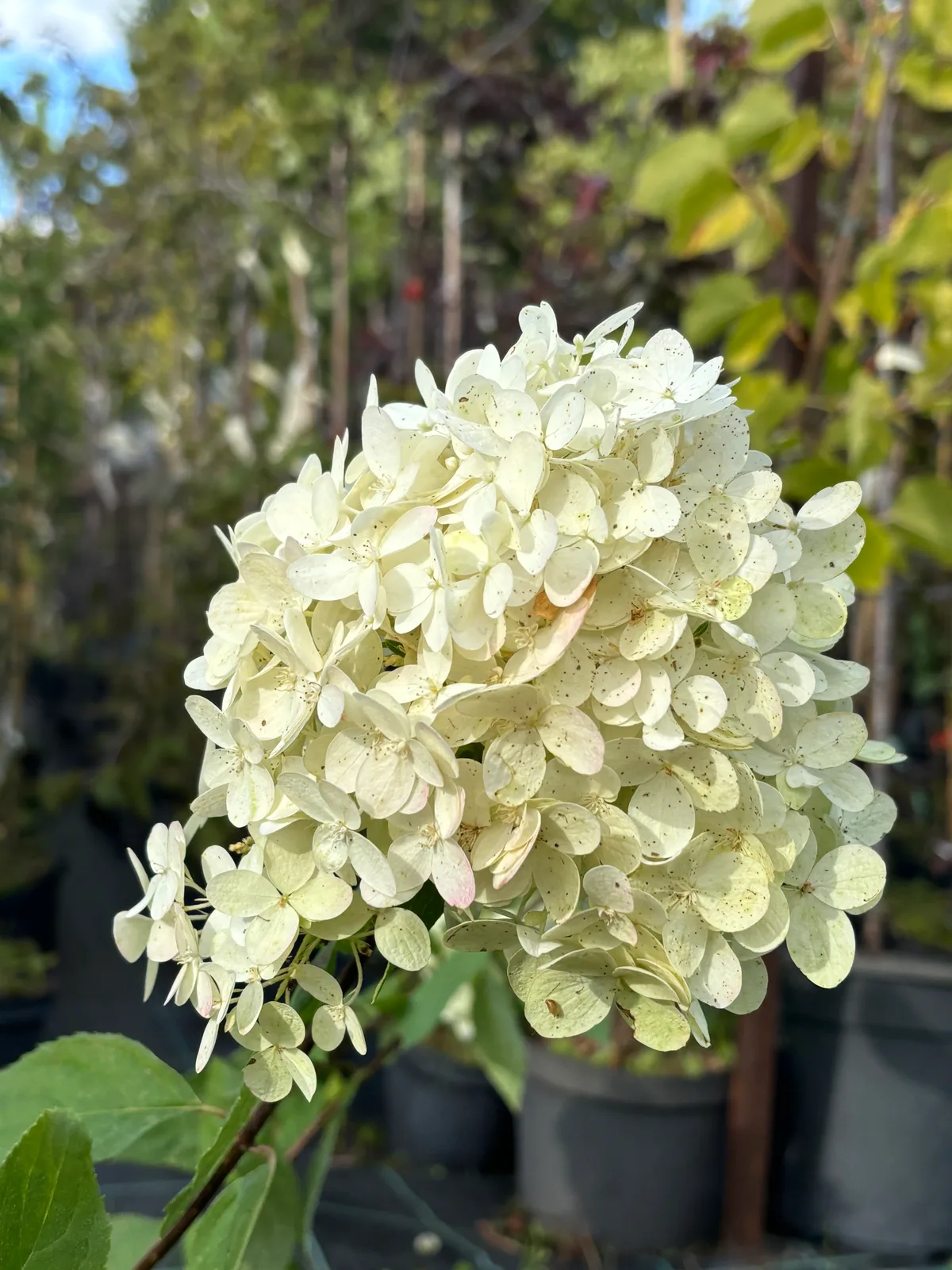 Hortensja bukietowa Limelight (Hydrangea paniculata 'Limelight' PBR), Hortensje z produkcji Świat Roślin, zdjęcie 12