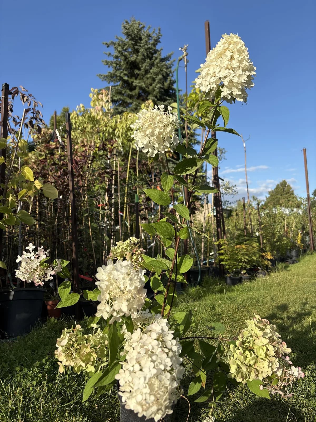 Pielęgnacja: Hortensja bukietowa Magical Candle