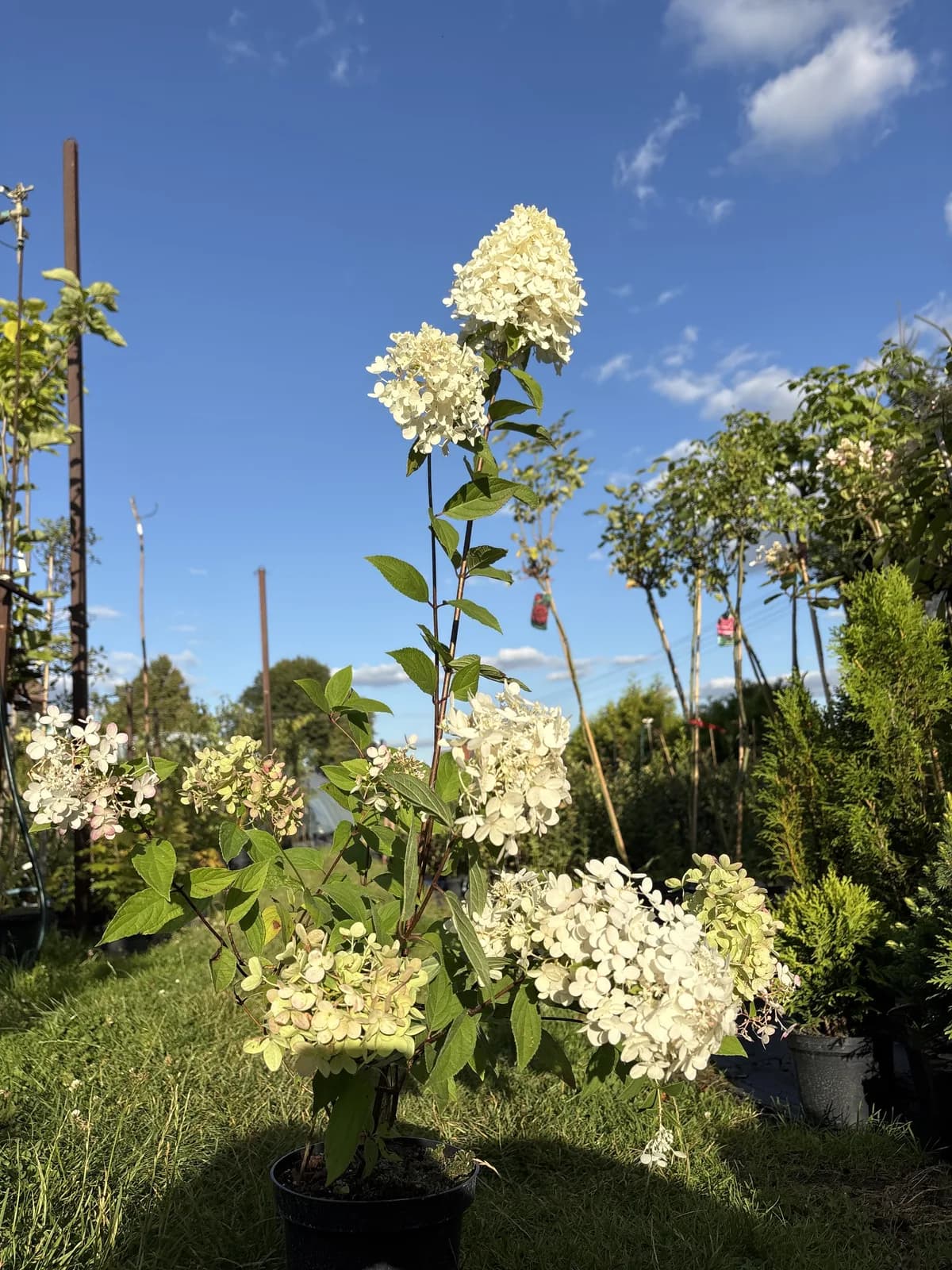 Hortensja bukietowa Magical Candle (Hydrangea paniculata MAGICAL CANDLE 'Bokraflame' PBR), Hortensje z produkcji Świat Roślin, zdjęcie 5