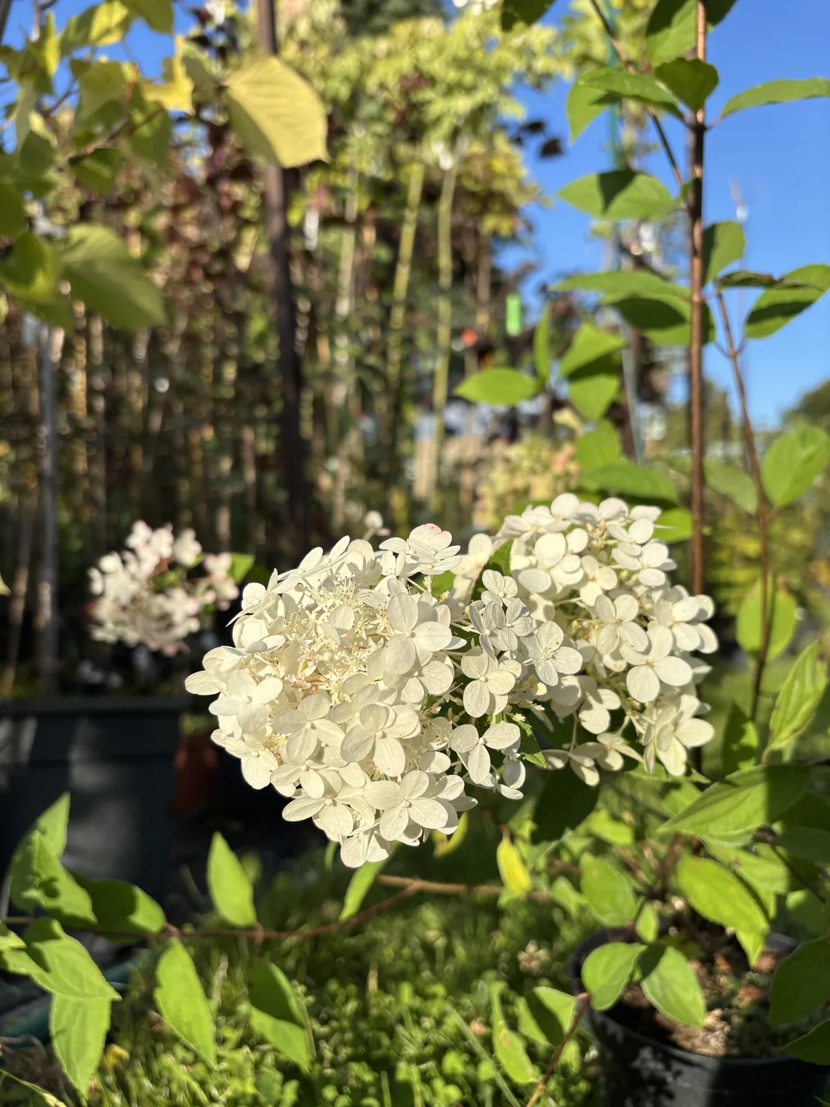 Hortensja bukietowa Magical Candle (Hydrangea paniculata MAGICAL CANDLE 'Bokraflame' PBR), Hortensje z produkcji Świat Roślin, zdjęcie 7