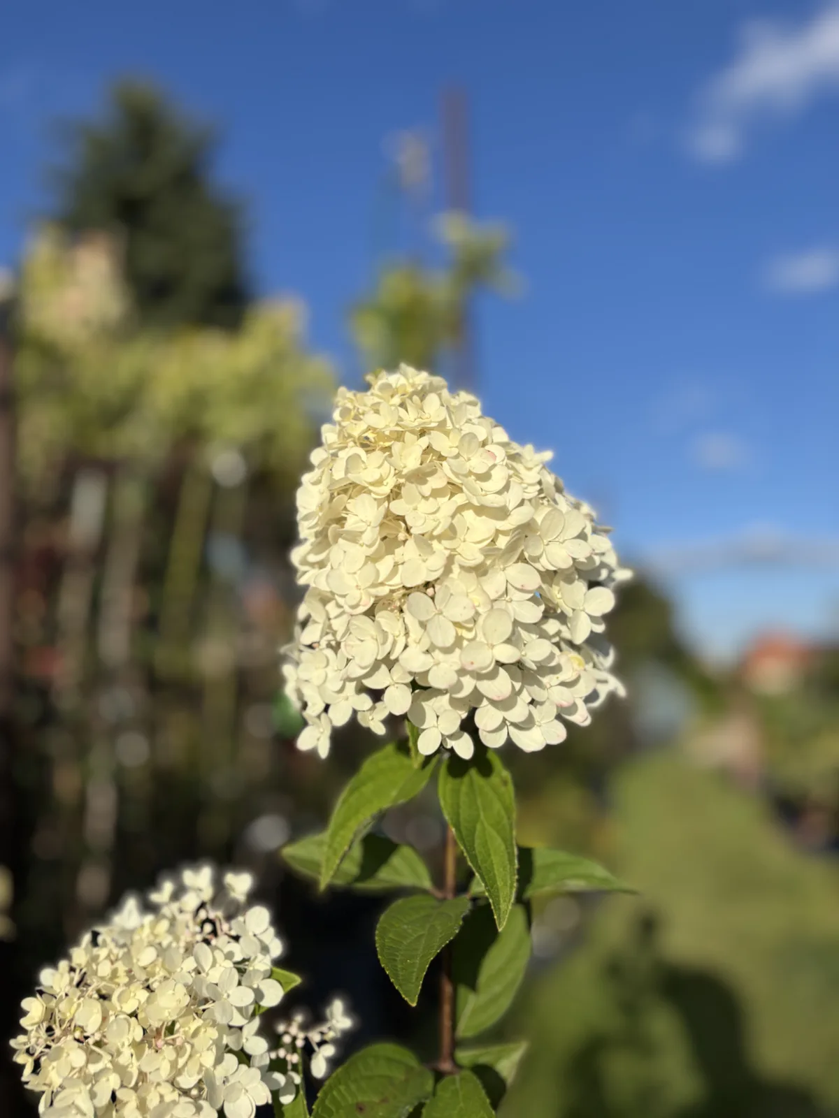 Hortensja bukietowa Magical Candle