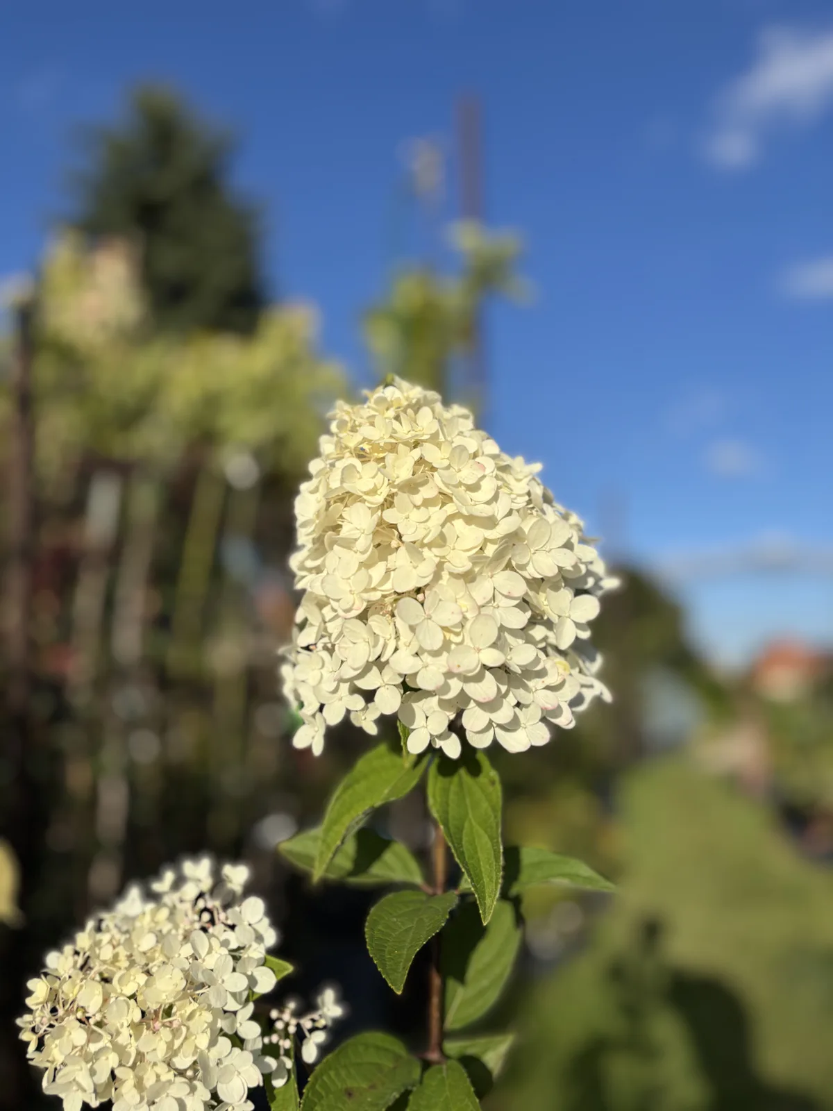 Hortensja bukietowa Magical Candle (Hydrangea paniculata MAGICAL CANDLE 'Bokraflame' PBR), Hortensje z produkcji Świat Roślin, zdjęcie 6