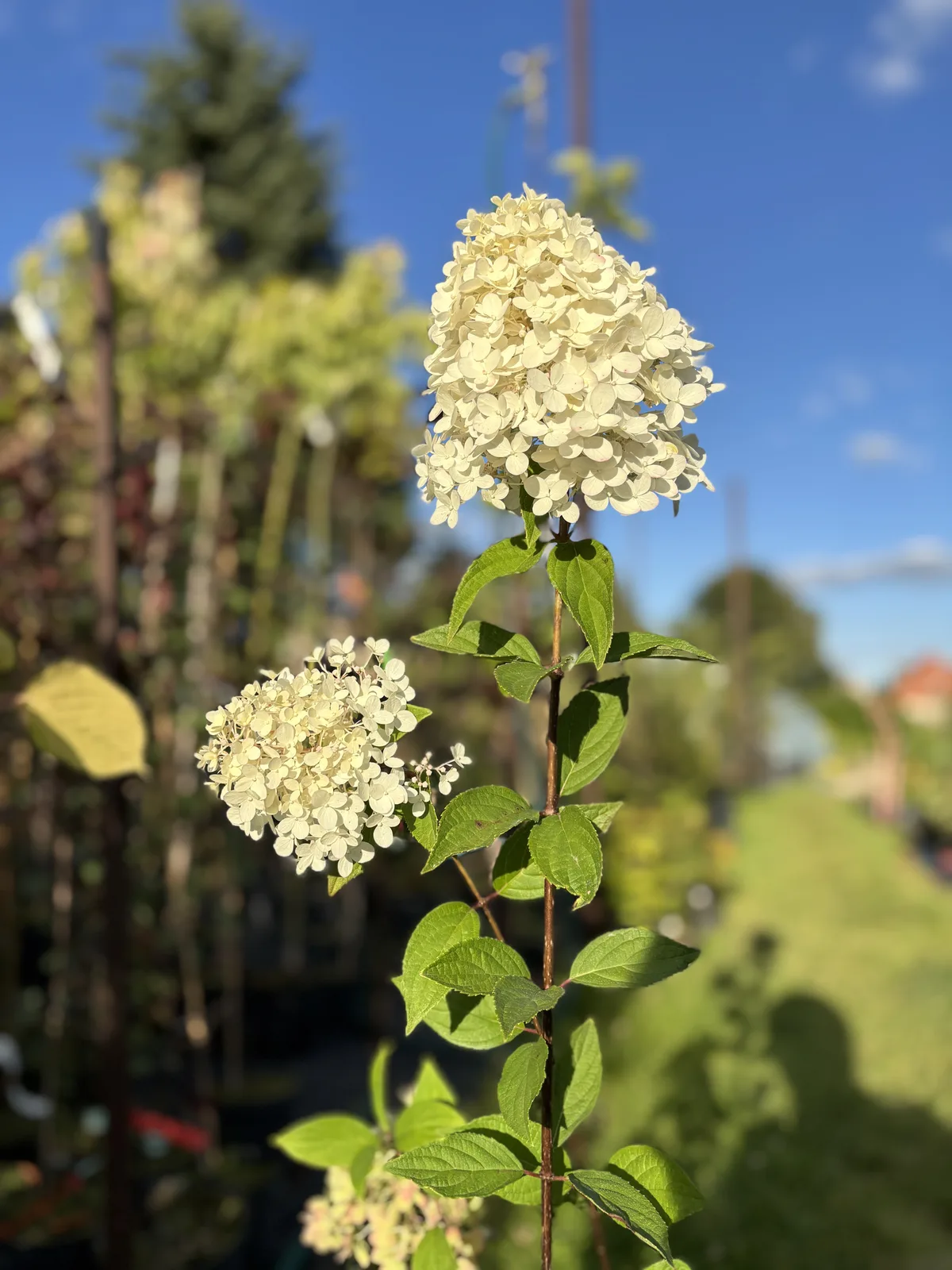 Hortensja bukietowa Magical Candle (Hydrangea paniculata MAGICAL CANDLE 'Bokraflame' PBR), Hortensje z produkcji Świat Roślin, zdjęcie 1