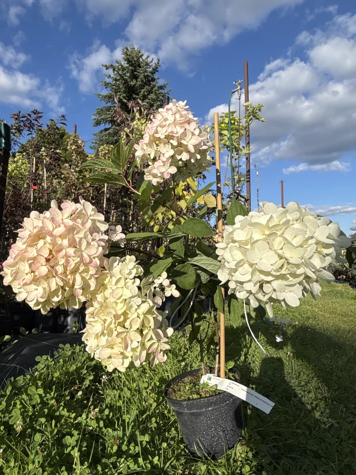 Hortensja bukietowa Magical Summer