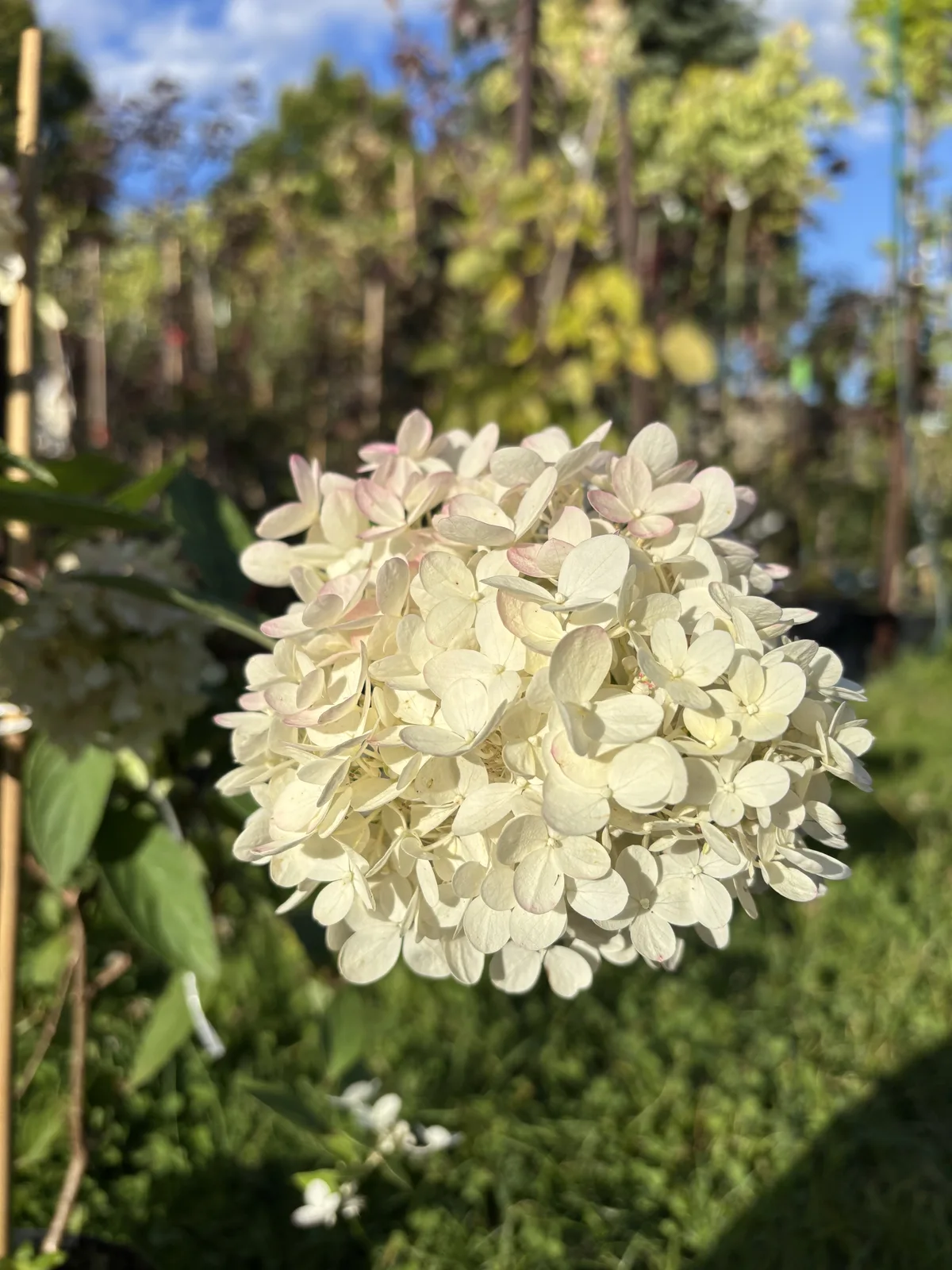 Pielęgnacja: Hortensja bukietowa Magical Summer
