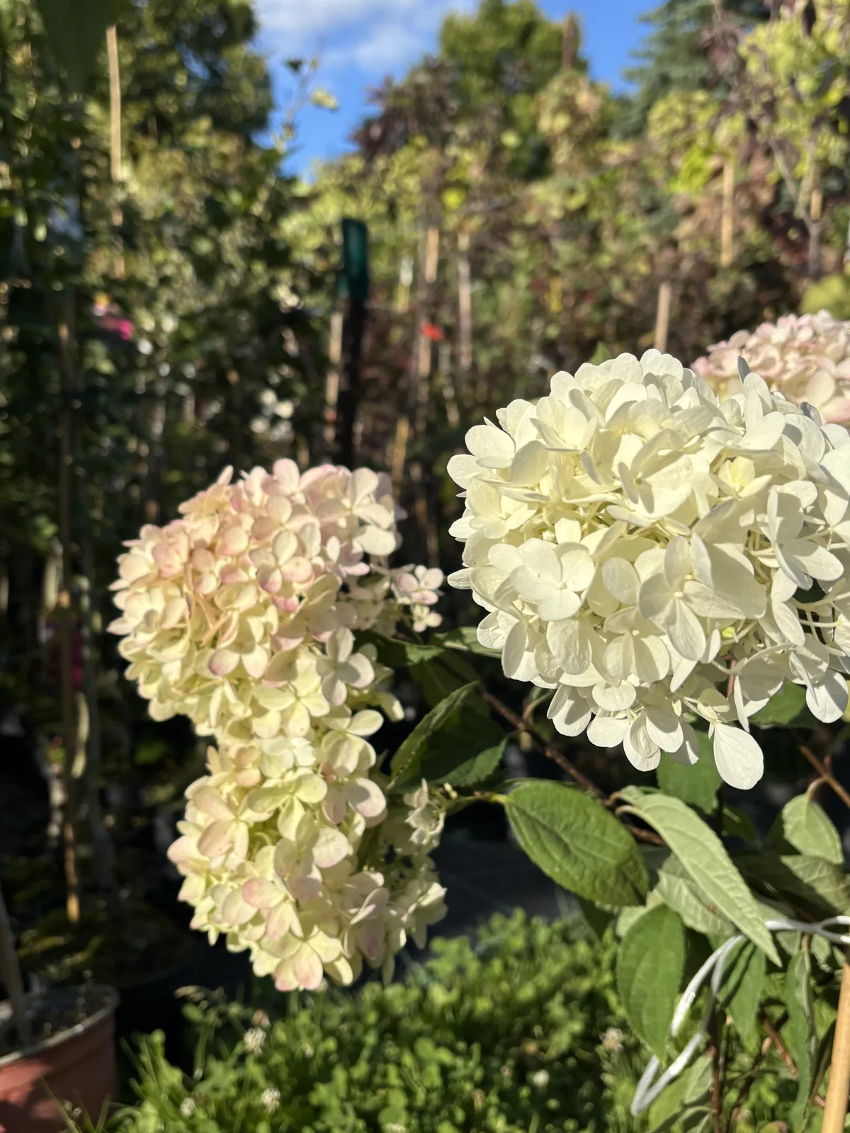 Hortensja bukietowa Magical Summer (Hydrangea paniculata MAGICAL SUMMER 'Bokrathirteen' PBR), Hortensje z produkcji Świat Roślin, zdjęcie 5