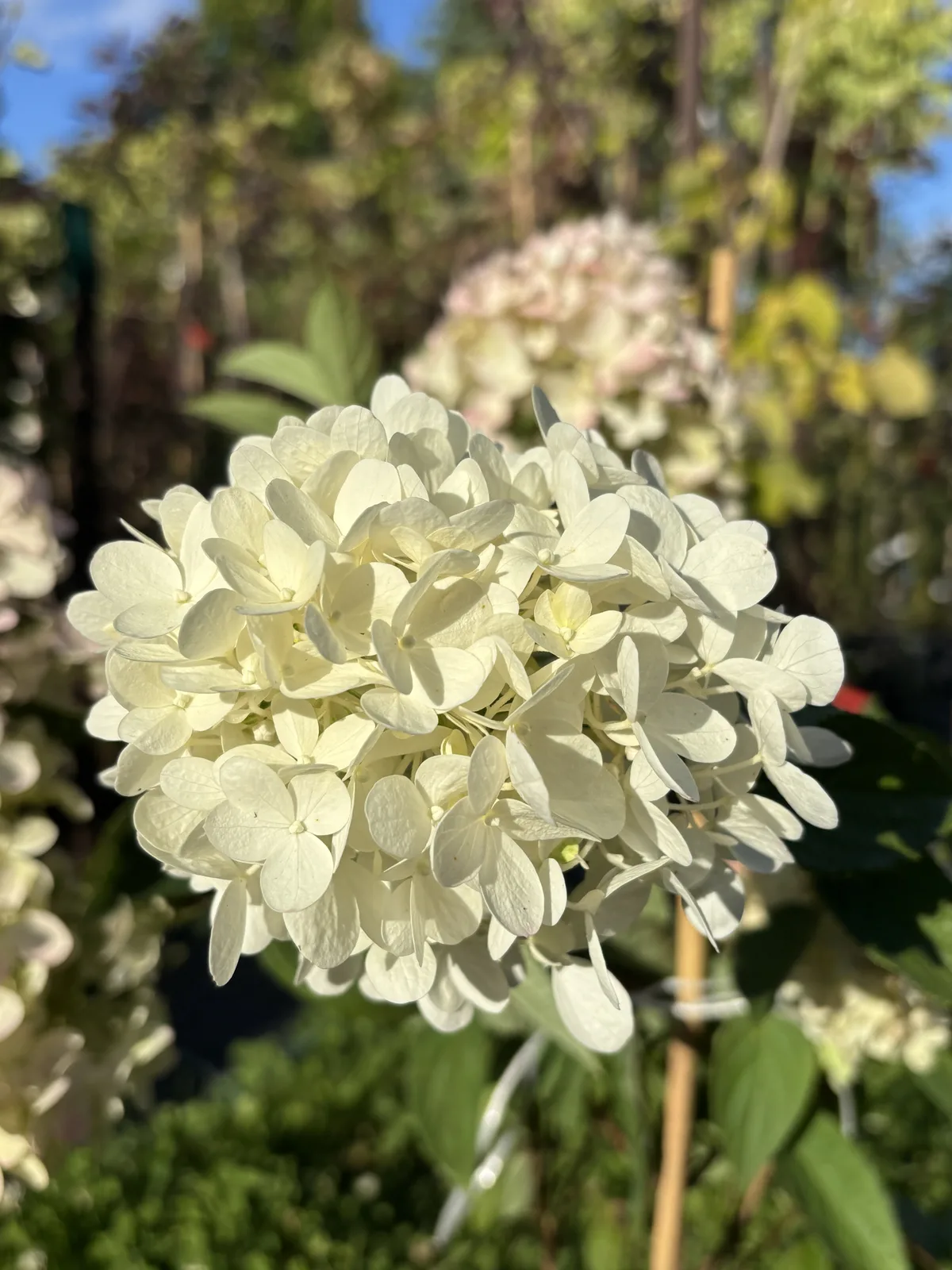 Hortensja bukietowa Magical Summer (Hydrangea paniculata MAGICAL SUMMER 'Bokrathirteen' PBR), Hortensje z produkcji Świat Roślin, zdjęcie 3