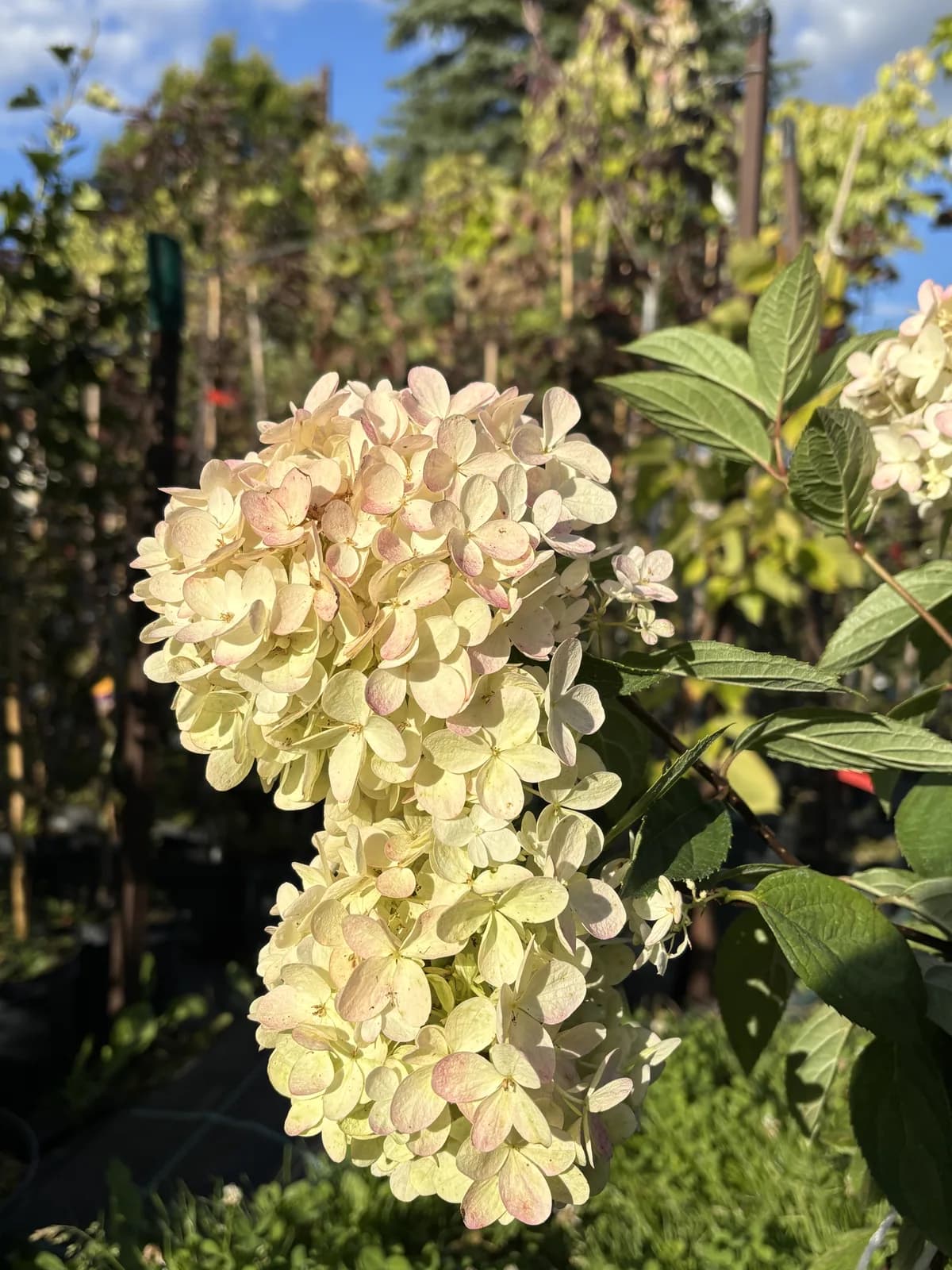 Hortensja bukietowa Magical Summer (Hydrangea paniculata MAGICAL SUMMER 'Bokrathirteen' PBR), Hortensje z produkcji Świat Roślin, zdjęcie 6