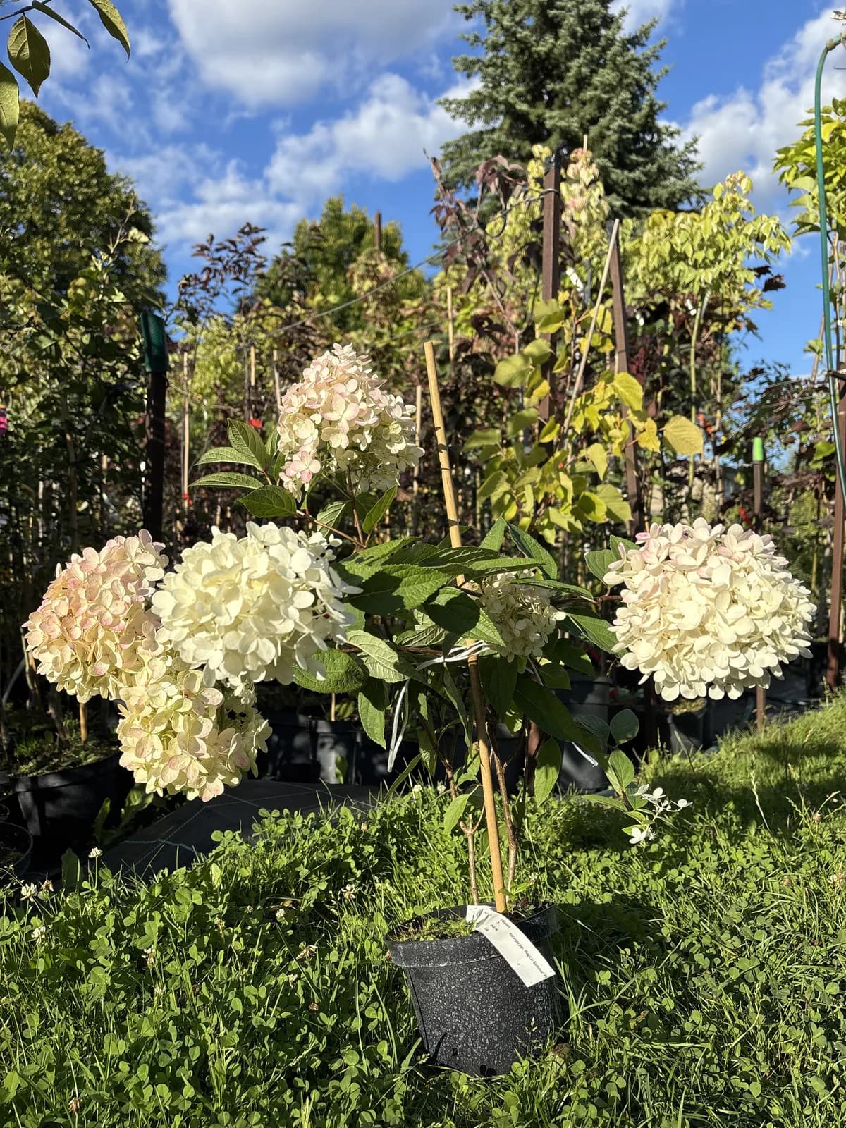 Hortensja bukietowa Magical Summer z bliska