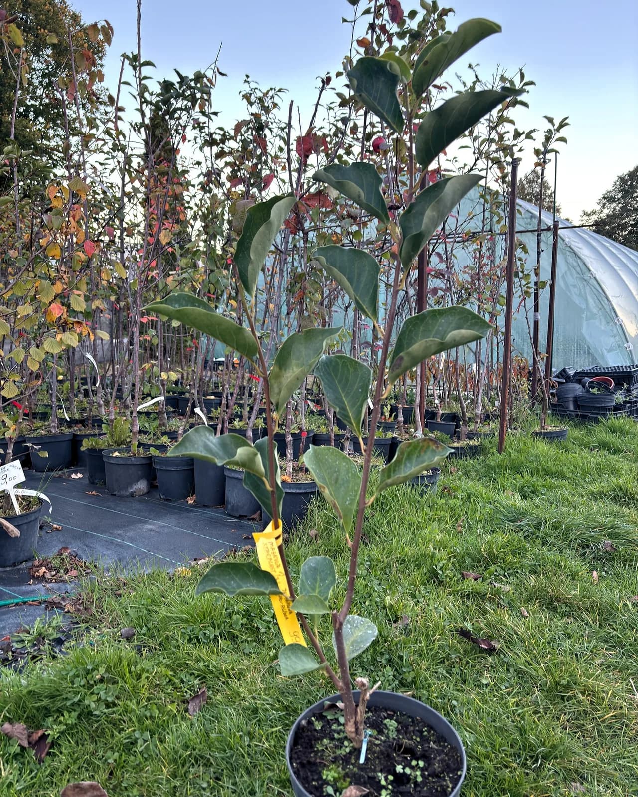 Magnolia Starburst – Magnolie