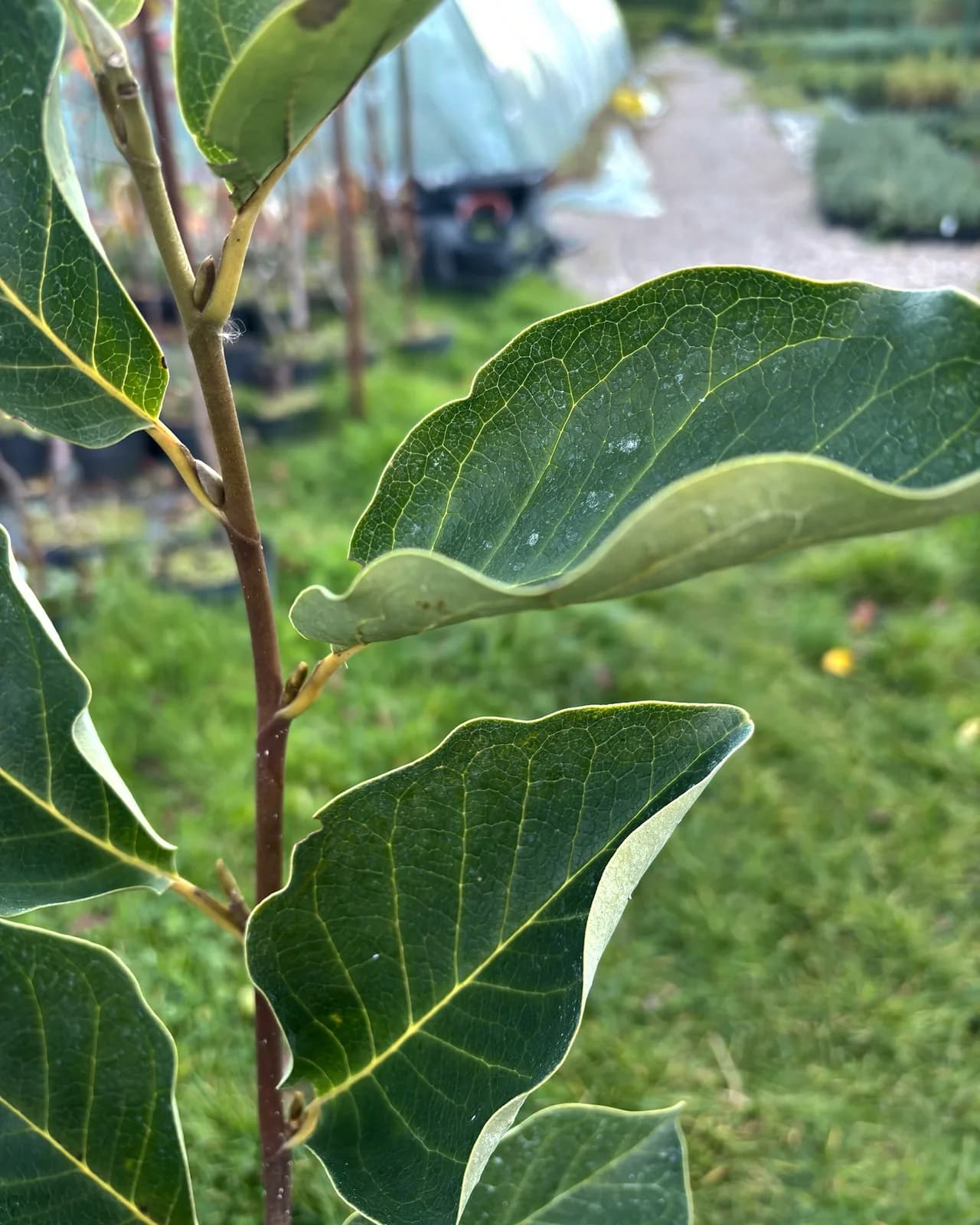 Pielęgnacja: Magnolia Starburst