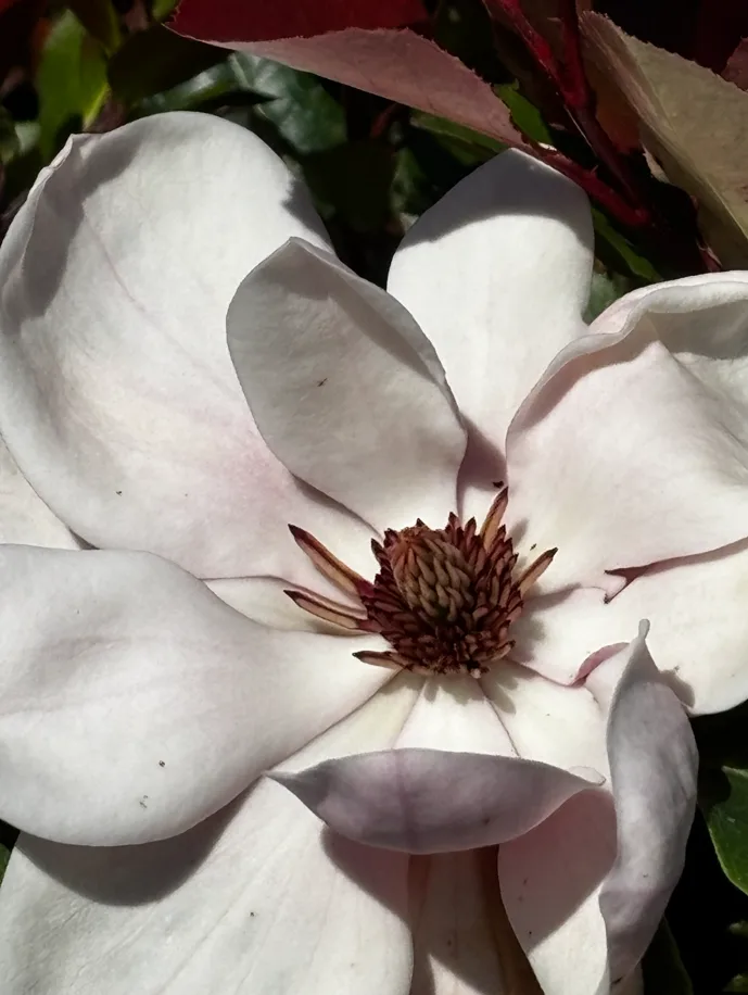 Magnolia Watermelon (Magnolia 'Watermelon'), Magnolie z produkcji Świat Roślin, zdjęcie 1