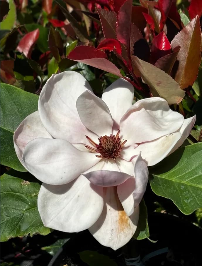 Magnolia Watermelon z bliska