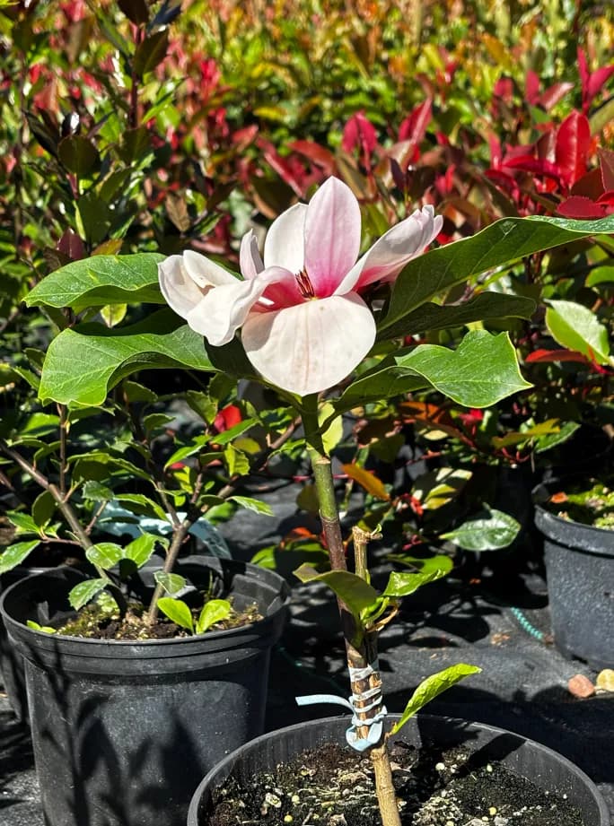 Magnolia Watermelon (Magnolia 'Watermelon'), Magnolie z produkcji Świat Roślin, zdjęcie 3