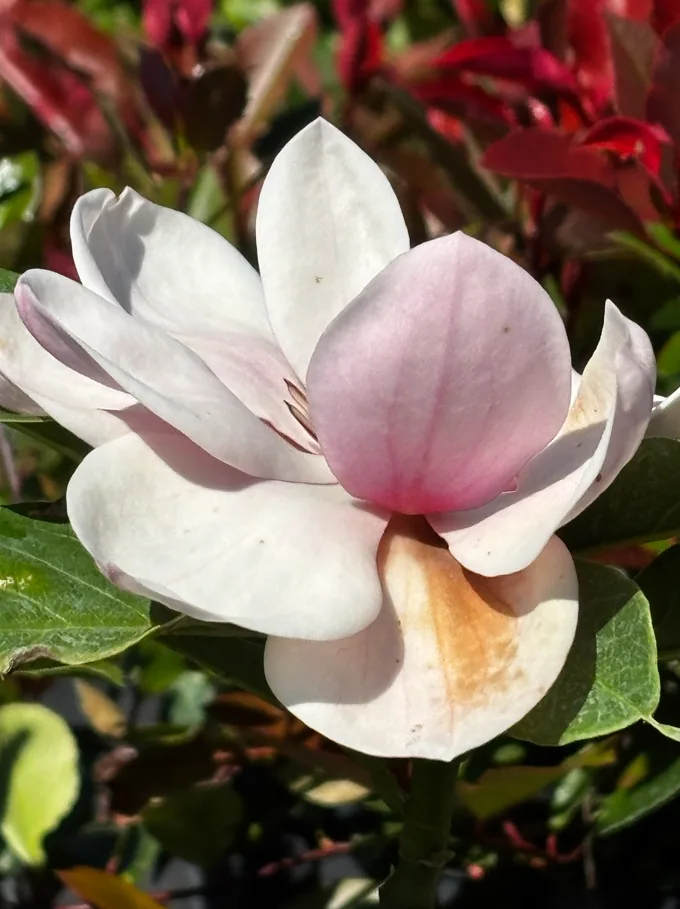 Pielęgnacja: Magnolia Watermelon