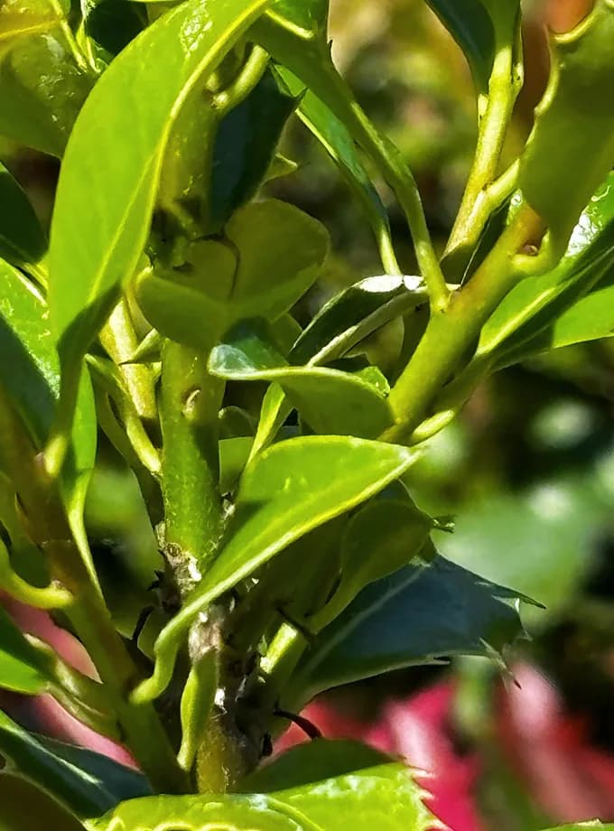 Ostrokrzew kolczasty Alaska (Ilex aquifolium 'Alaska'), Żywopłoty z produkcji Świat Roślin, zdjęcie 1