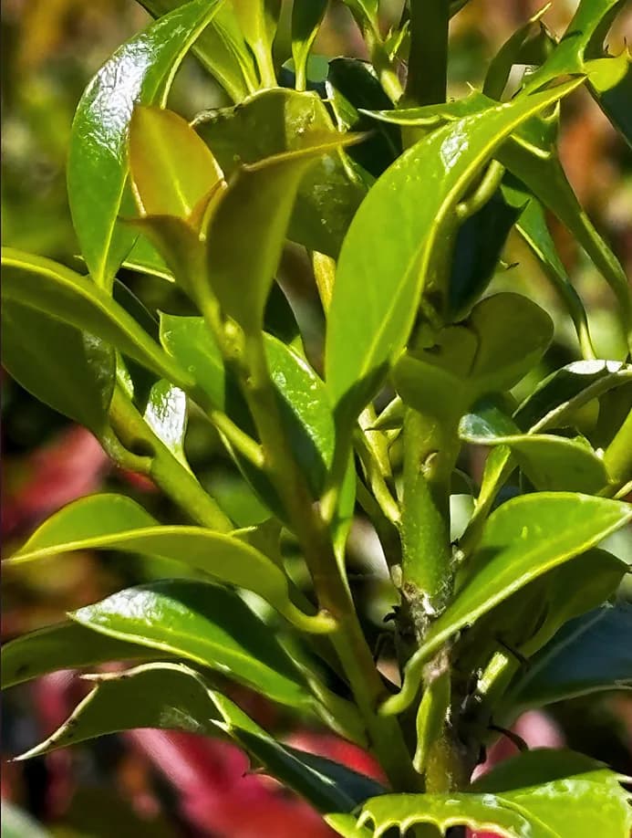 Ostrokrzew kolczasty Alaska (Ilex aquifolium 'Alaska'), Żywopłoty z produkcji Świat Roślin, zdjęcie 3
