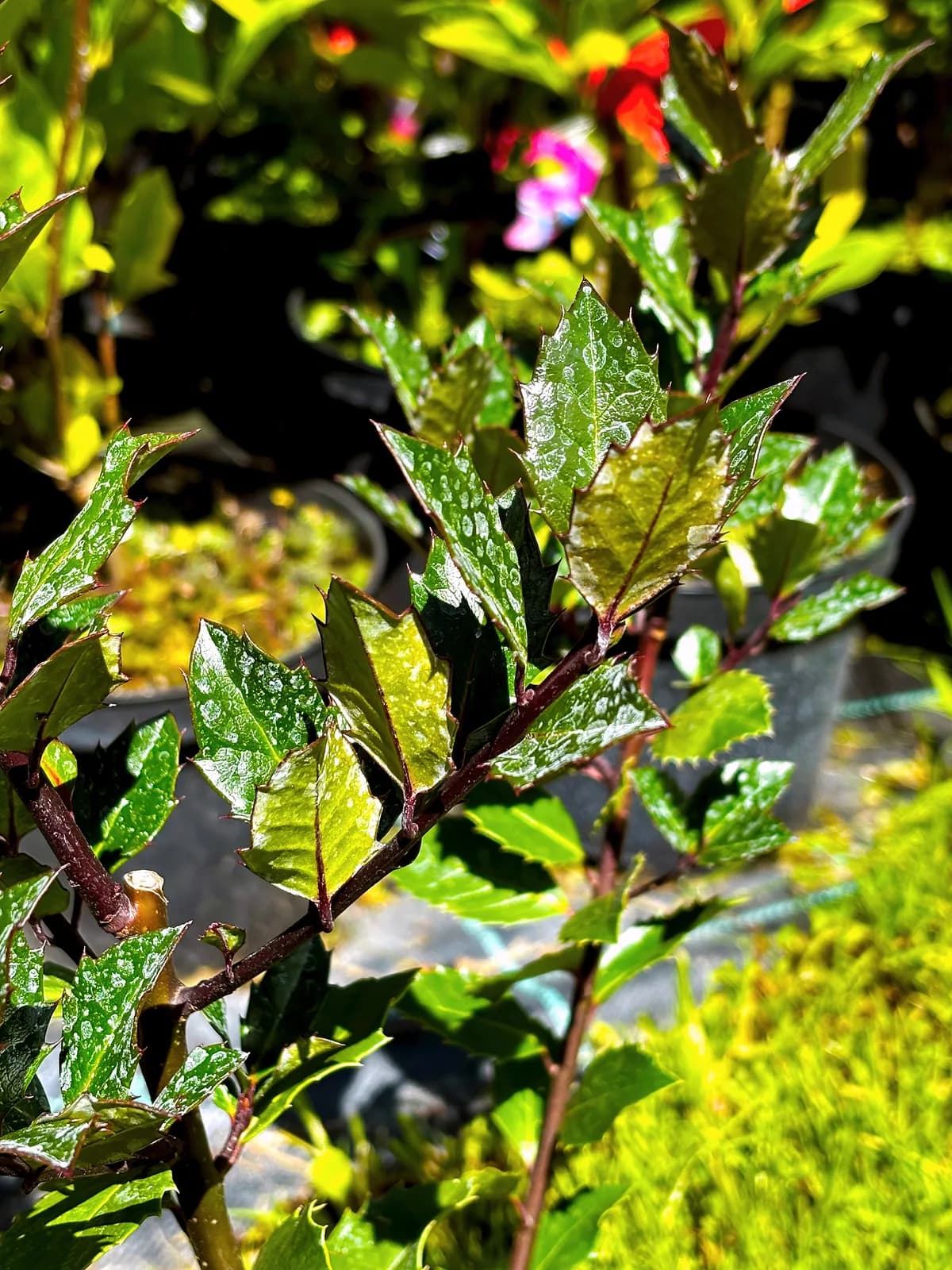 Ostrokrzew Meservy Blue Prince (Ilex × meserveae 'Blue Prince'), Krzewy ozdobne z produkcji Świat Roślin, zdjęcie 1