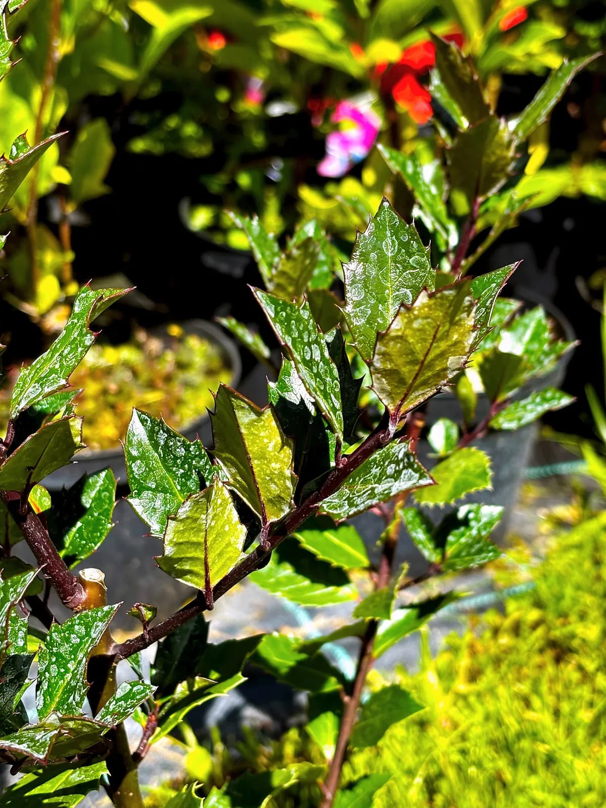 Ostrokrzew Meservy Blue Prince (Ilex × meserveae 'Blue Prince'), Krzewy ozdobne z produkcji Świat Roślin, zdjęcie 3