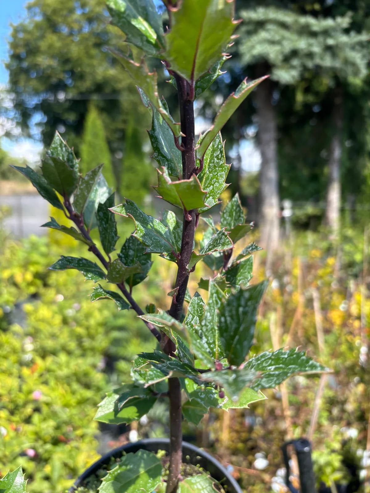Ostrokrzew Meservy Heckenblau (Ilex × meserveae 'Heckenblau'), Żywopłoty z produkcji Świat Roślin, zdjęcie 10