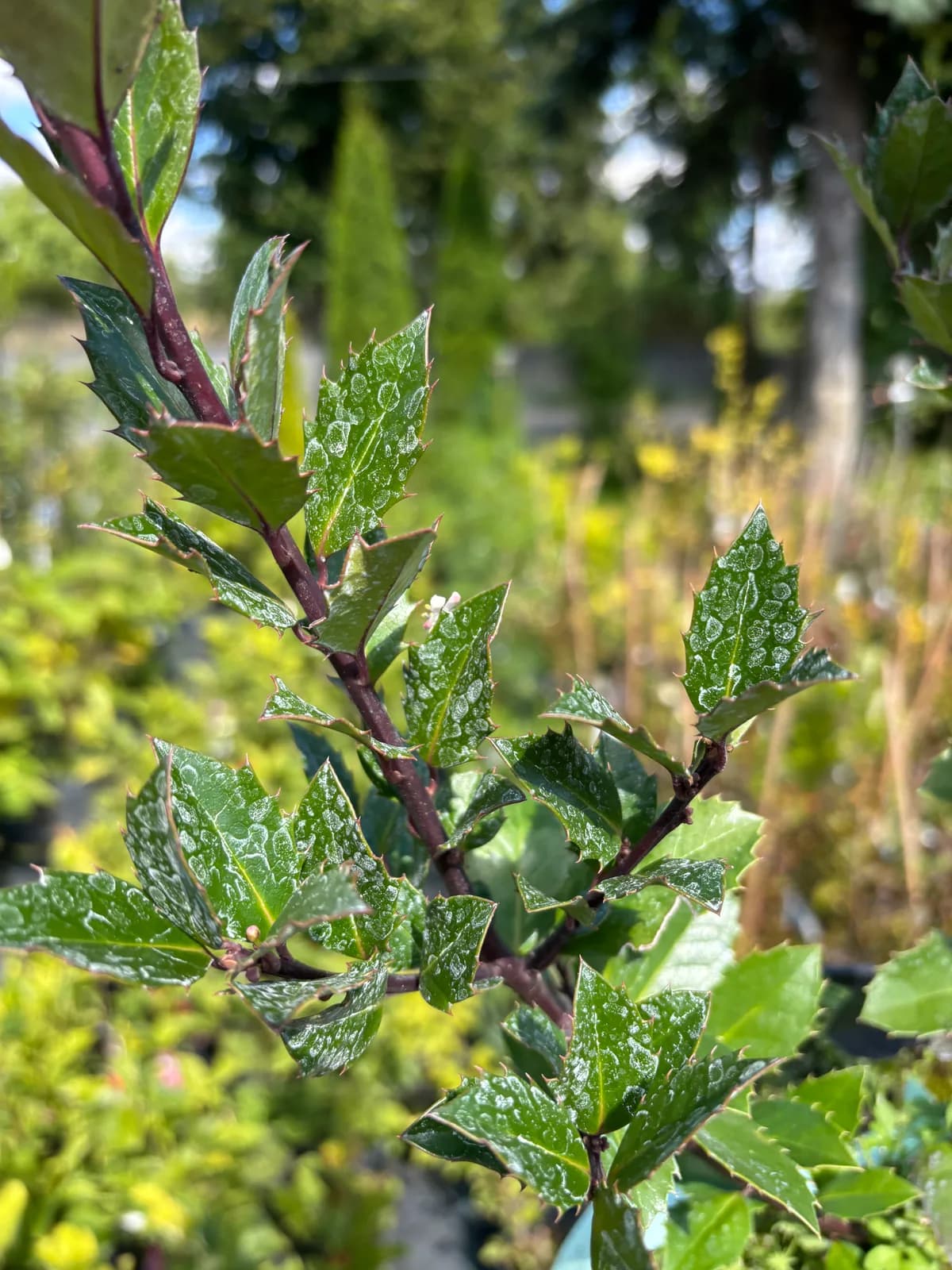 Ostrokrzew Meservy Heckenblau (Ilex × meserveae 'Heckenblau'), Żywopłoty z produkcji Świat Roślin, zdjęcie 5