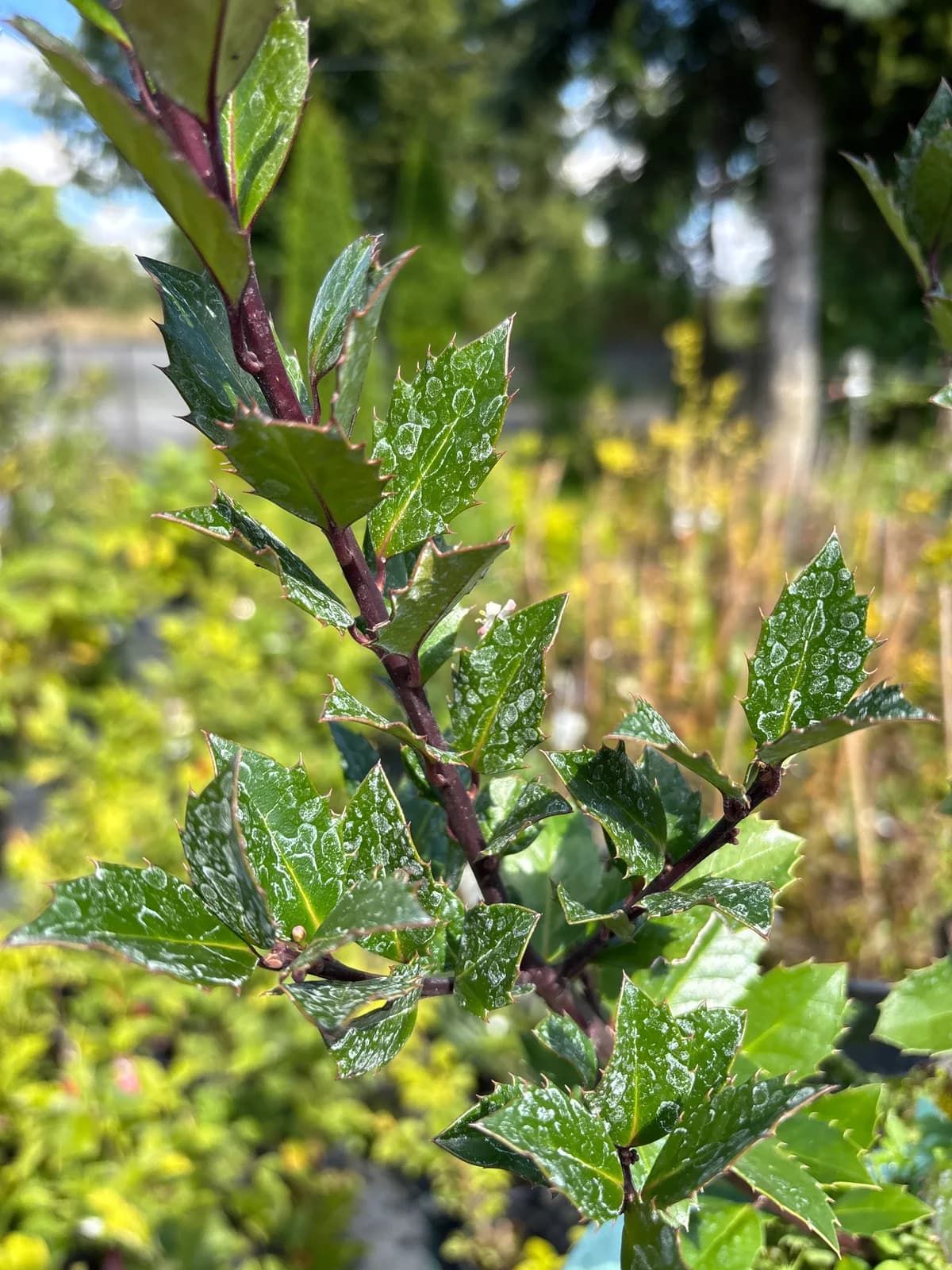 Ostrokrzew Meservy Heckenblau (Ilex × meserveae 'Heckenblau'), Żywopłoty z produkcji Świat Roślin, zdjęcie 6