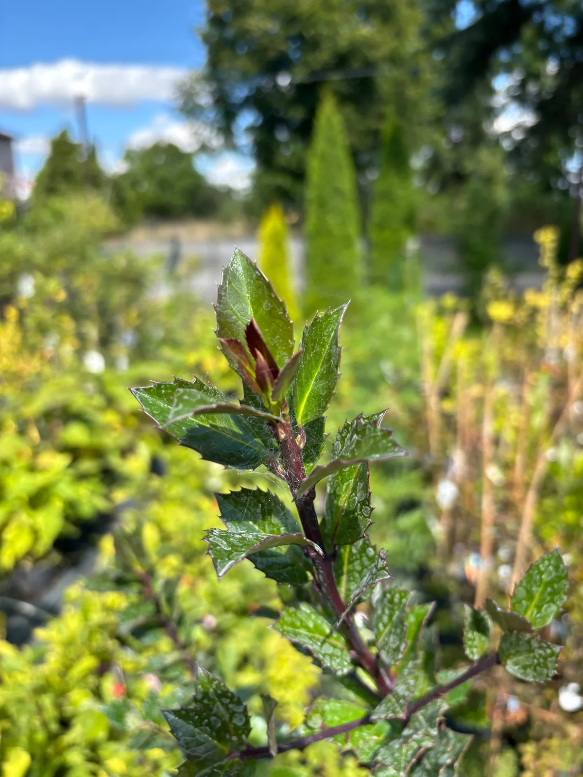 Ostrokrzew Meservy Heckenblau (Ilex × meserveae 'Heckenblau'), Żywopłoty z produkcji Świat Roślin, zdjęcie 7
