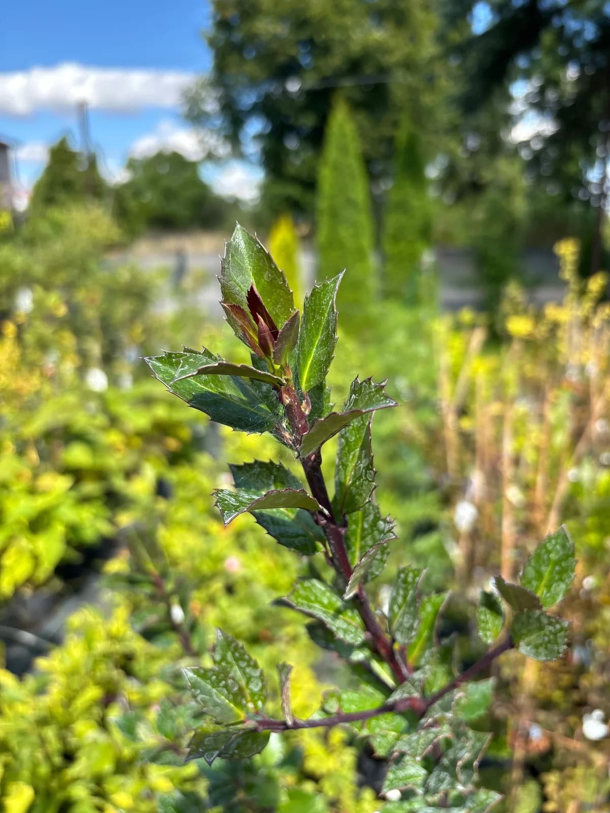Ostrokrzew Meservy Heckenblau (Ilex × meserveae 'Heckenblau'), Żywopłoty z produkcji Świat Roślin, zdjęcie 8