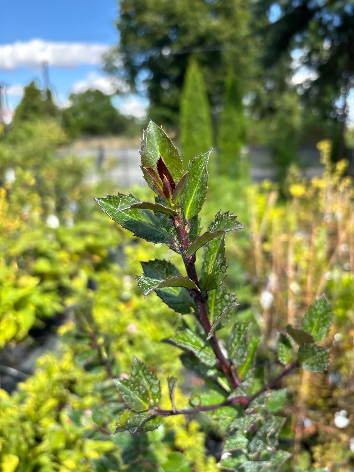 Ostrokrzew Meservy Heckenblau (Ilex × meserveae 'Heckenblau'), Żywopłoty z produkcji Świat Roślin, zdjęcie 9