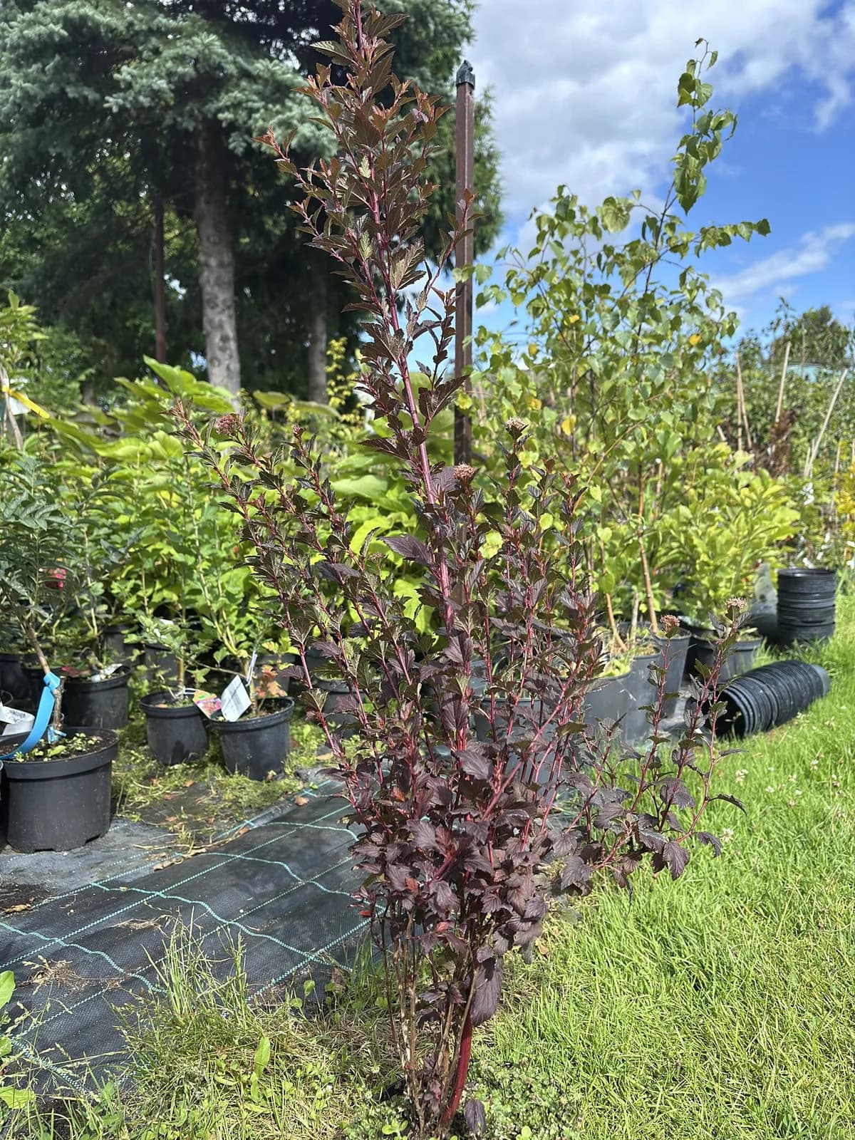 Pęcherznica kalinolistna Baron (Physocarpus opulifolius 'Baron'), Krzewy ozdobne z produkcji Świat Roślin, zdjęcie 6