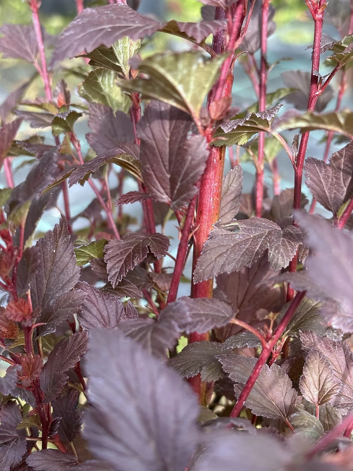 Pęcherznica kalinolistna Baron (Physocarpus opulifolius 'Baron'), Krzewy ozdobne z produkcji Świat Roślin, zdjęcie 5