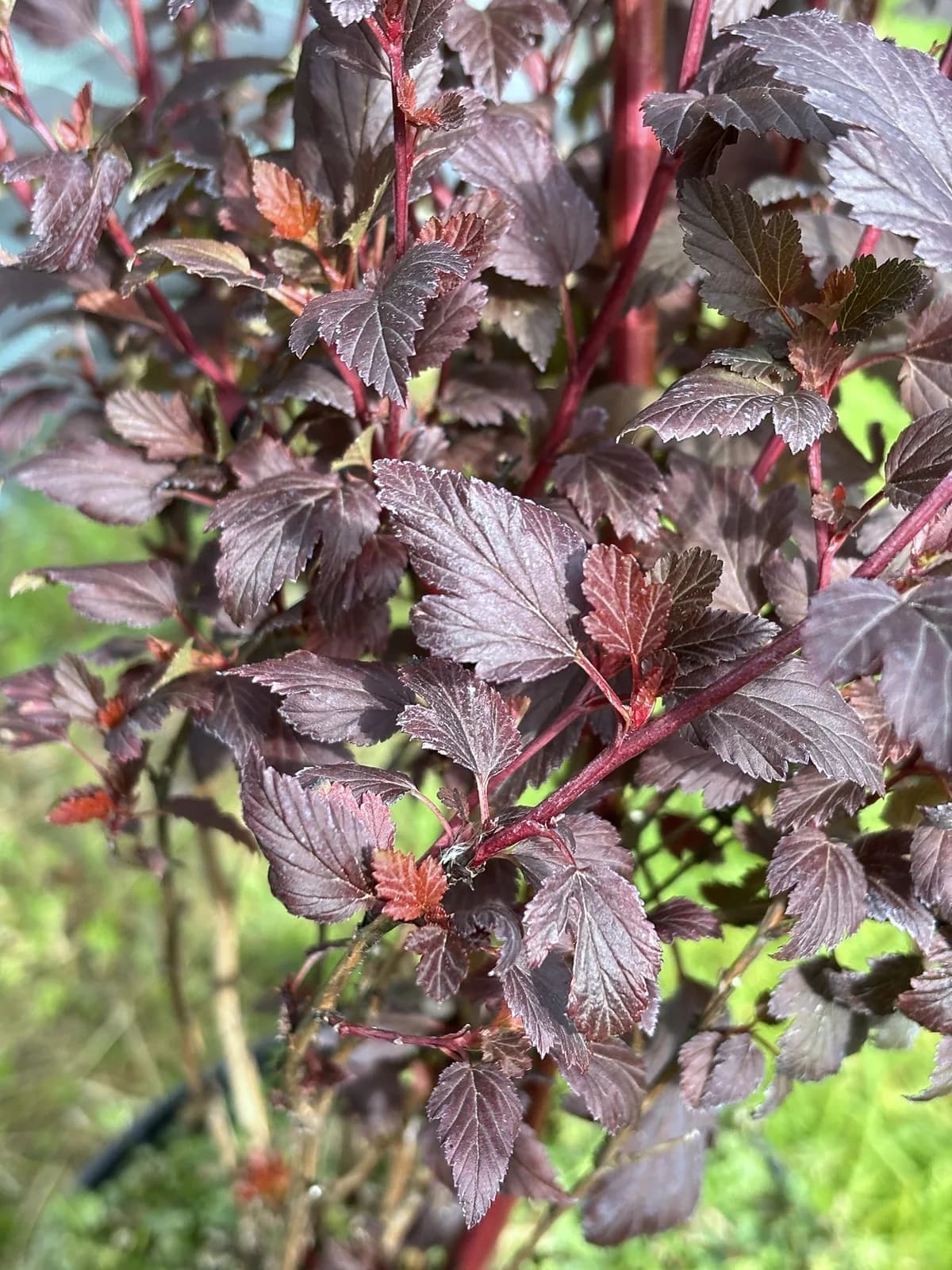 Pęcherznica kalinolistna Baron (Physocarpus opulifolius 'Baron'), Krzewy ozdobne z produkcji Świat Roślin, zdjęcie 3