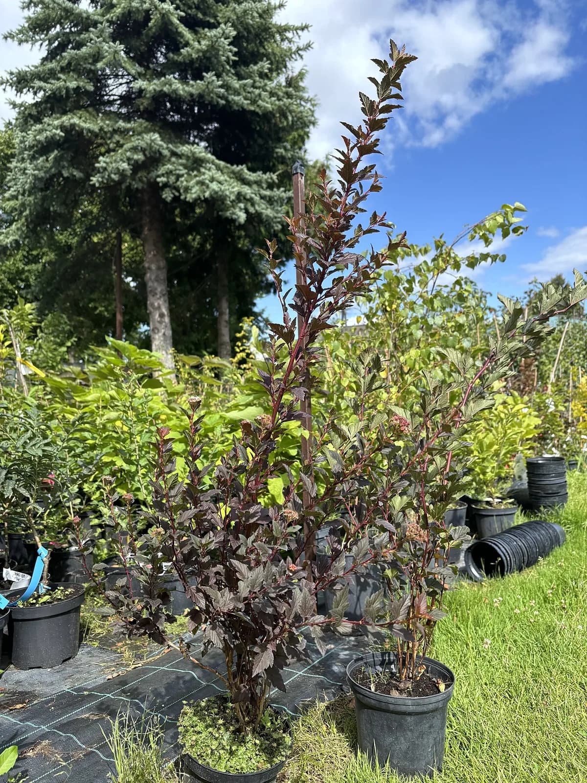 Pęcherznica kalinolistna Diabolo (Physocarpus opulifolius 'Diabolo' PBR), Krzewy ozdobne z produkcji Świat Roślin, zdjęcie 1