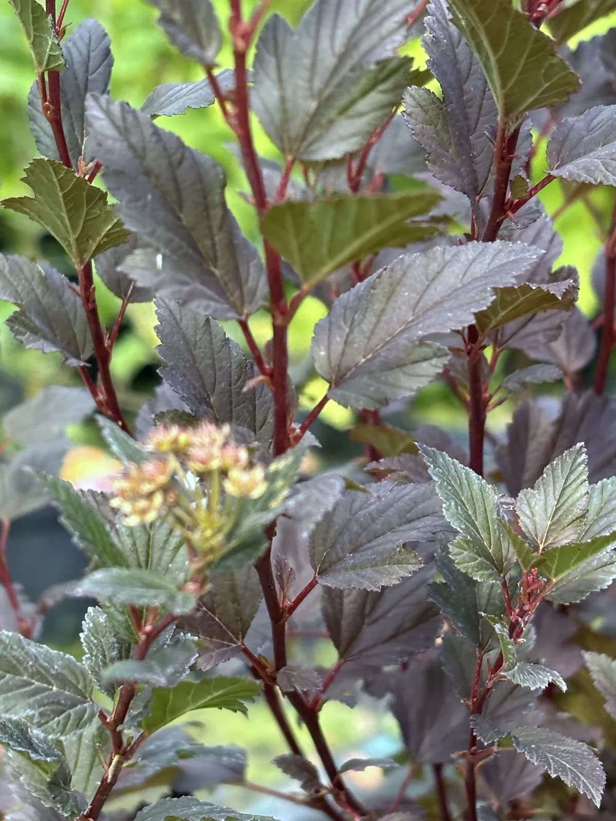 Pęcherznica kalinolistna Diabolo (Physocarpus opulifolius 'Diabolo' PBR), Krzewy ozdobne z produkcji Świat Roślin, zdjęcie 5