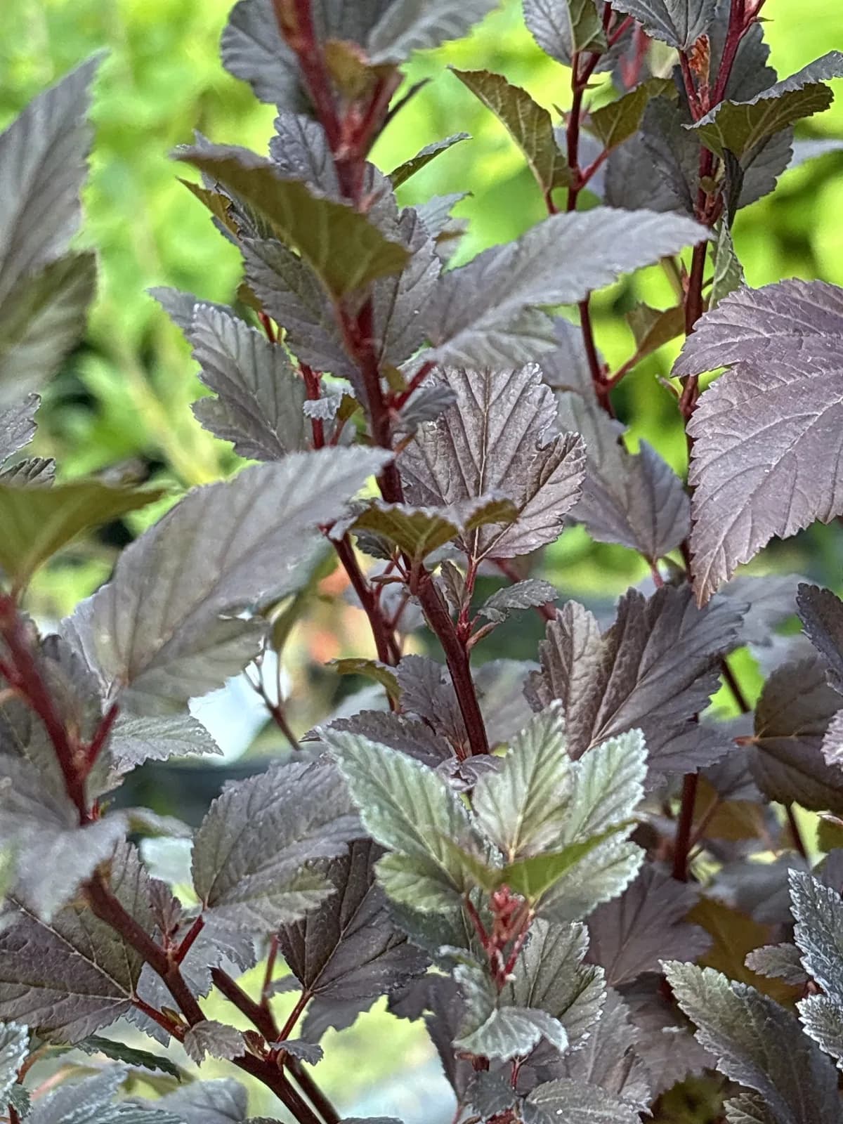 Pęcherznica kalinolistna Diabolo (Physocarpus opulifolius 'Diabolo' PBR), Krzewy ozdobne z produkcji Świat Roślin, zdjęcie 3