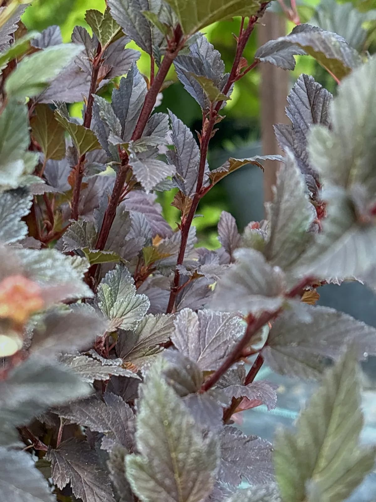 Pęcherznica kalinolistna Diabolo (Physocarpus opulifolius 'Diabolo' PBR), Krzewy ozdobne z produkcji Świat Roślin, zdjęcie 6