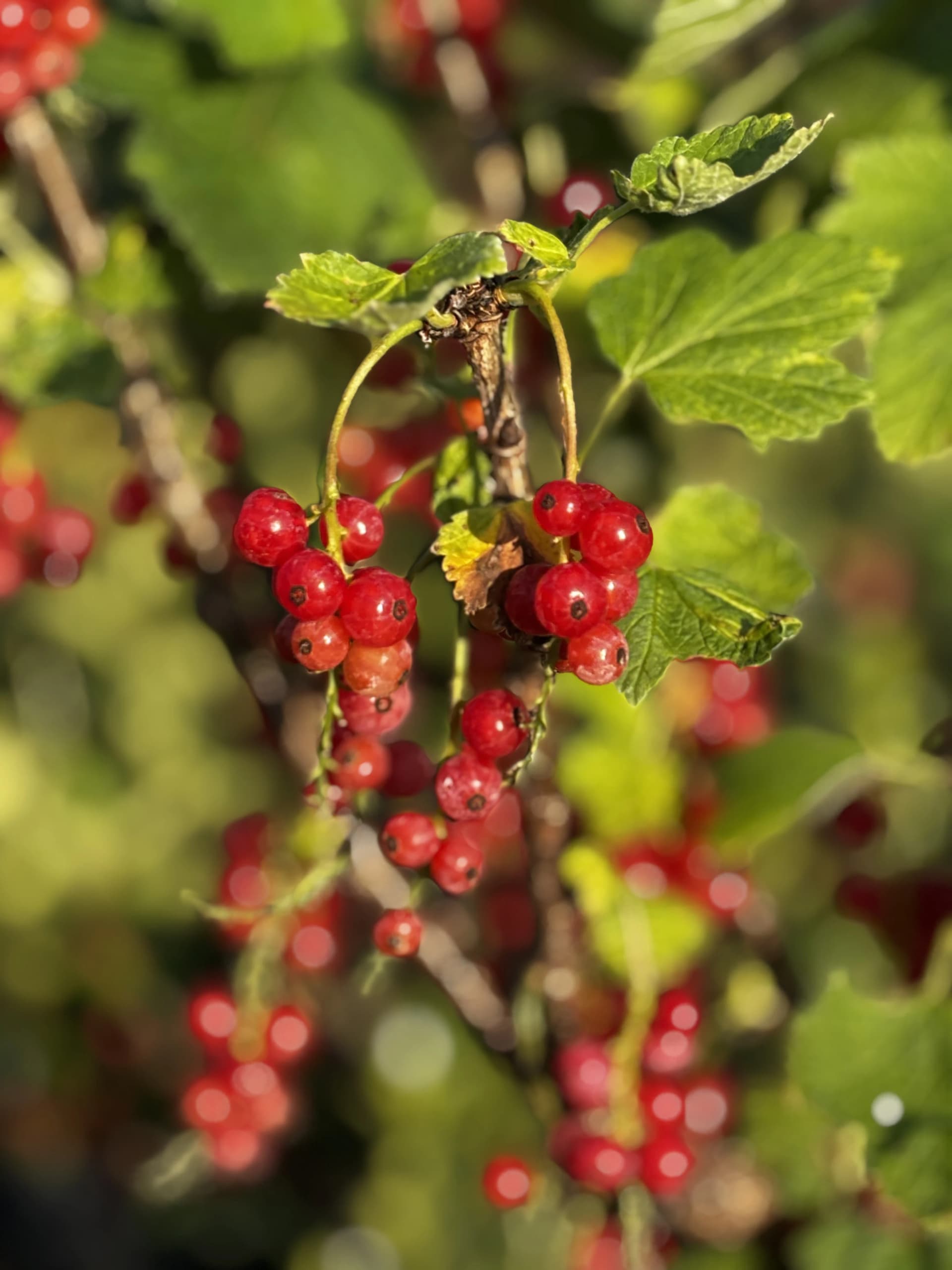Porzeczka czerwona (Ribes rubrum), Rośliny owocowe z produkcji Świat Roślin, zdjęcie 3