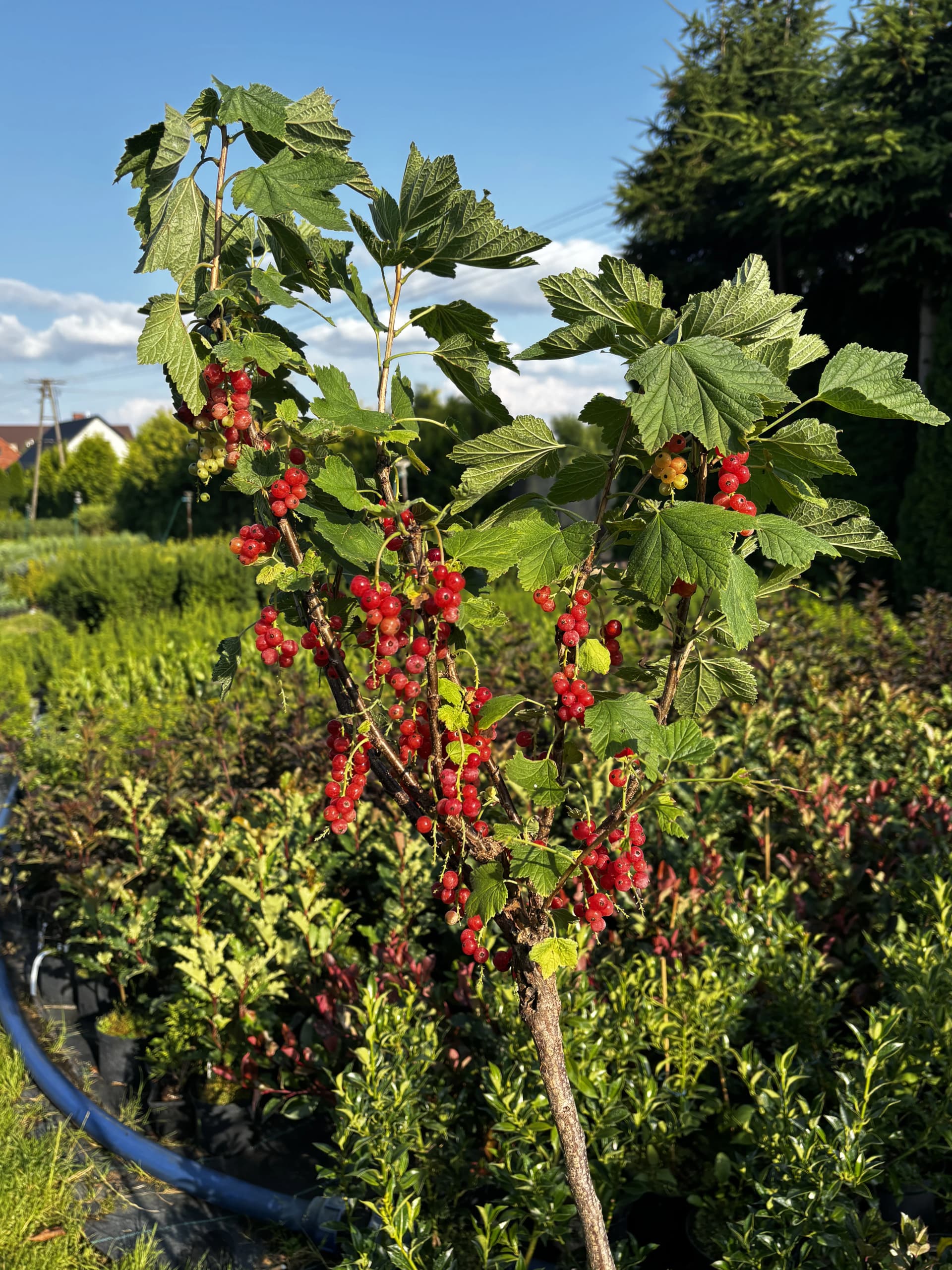 Porzeczka czerwona (Ribes rubrum), Rośliny owocowe z produkcji Świat Roślin, zdjęcie 1