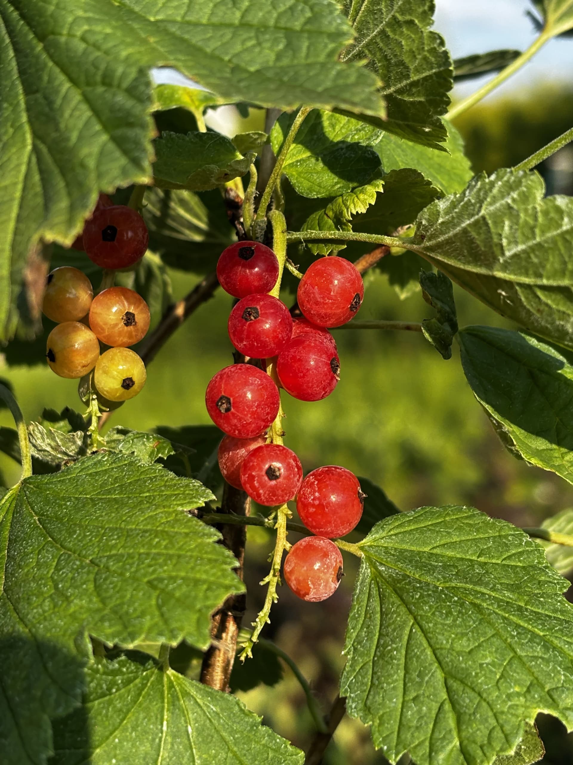 Porzeczka czerwona – Rośliny owocowe